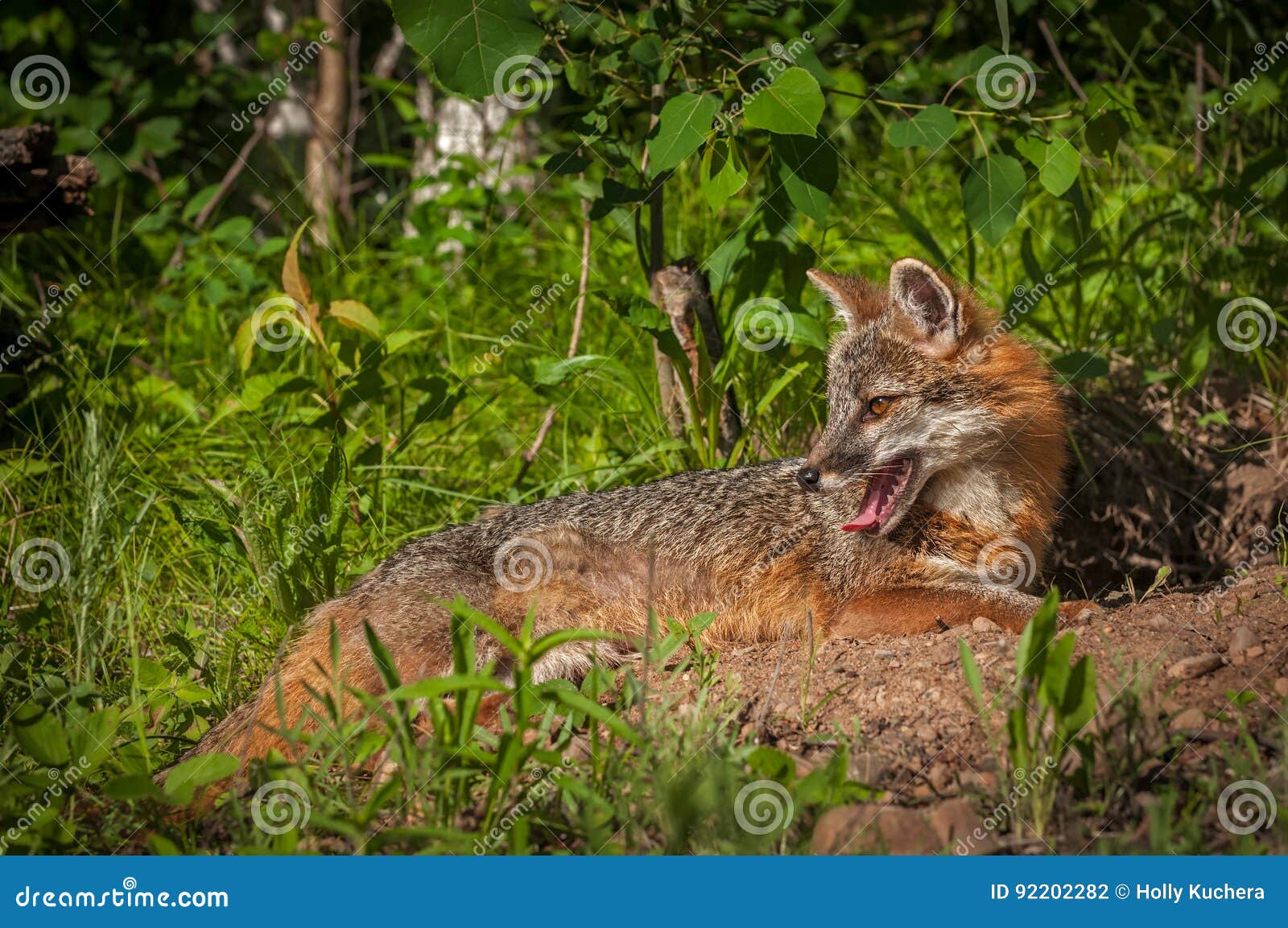 grey fox vixen urocyon cinereoargenteus lies down looking left