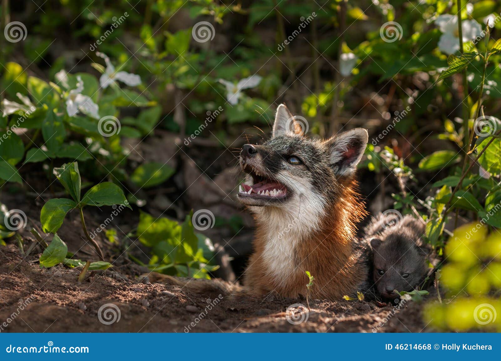 grey fox vixen (urocyon cinereoargenteus) looks up with kit