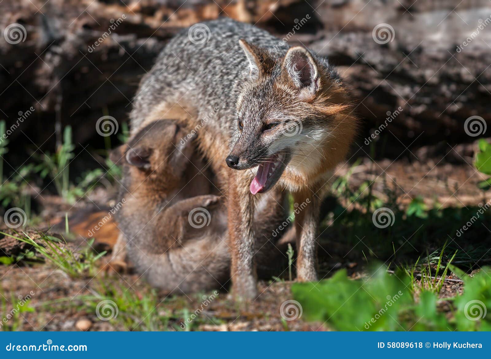 grey fox vixen (urocyon cinereoargenteus) with nursing kit