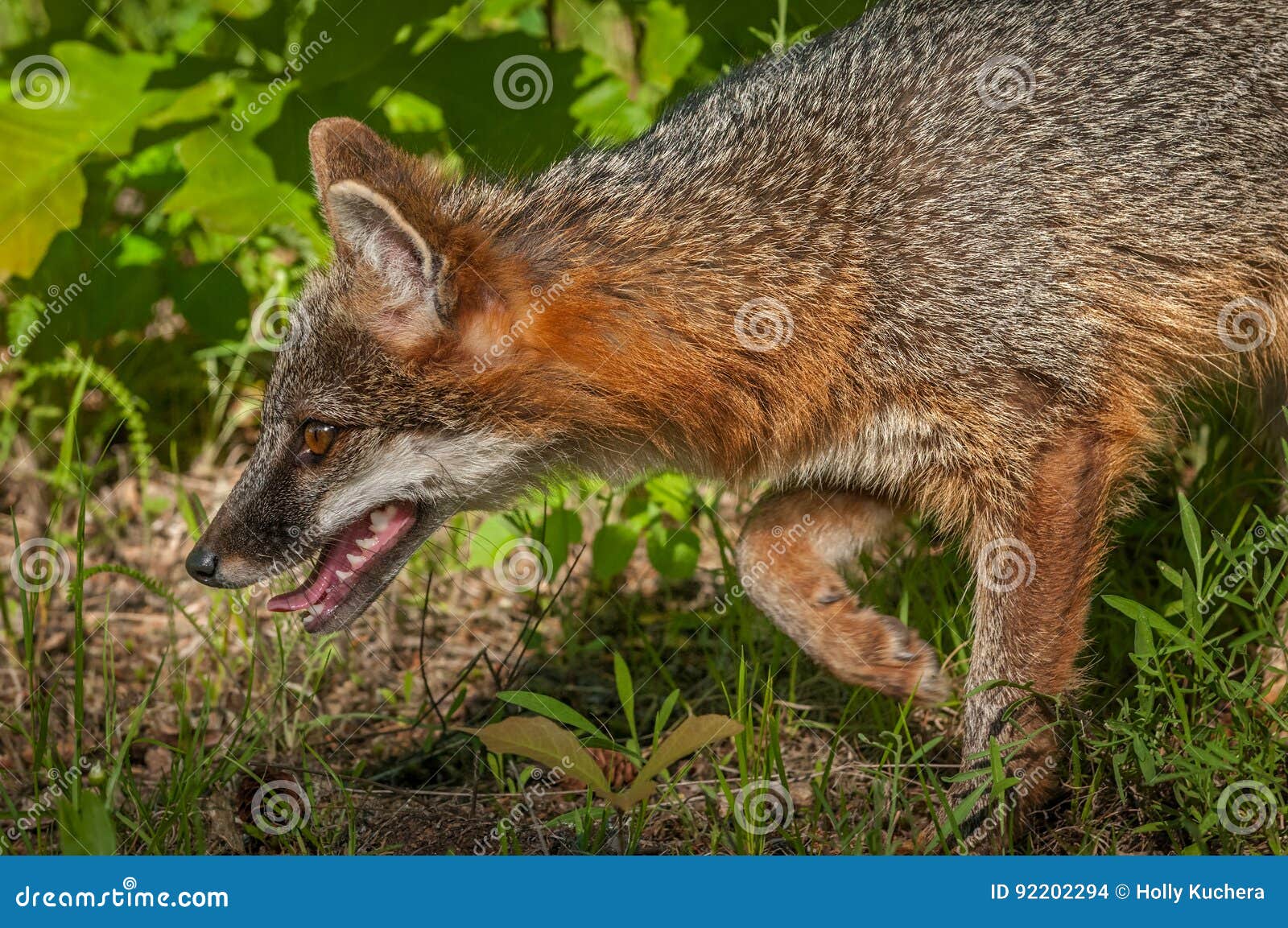 grey fox vixen urocyon cinereoargenteus stalks left closeup