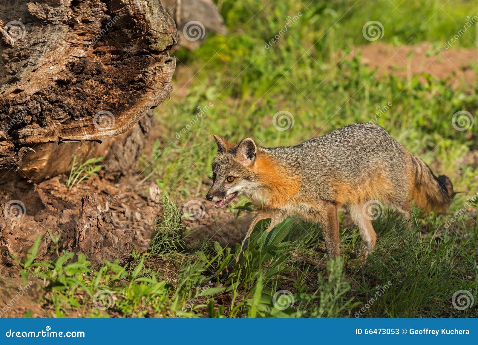 grey fox vixen (urocyon cinereoargenteus) walks near log