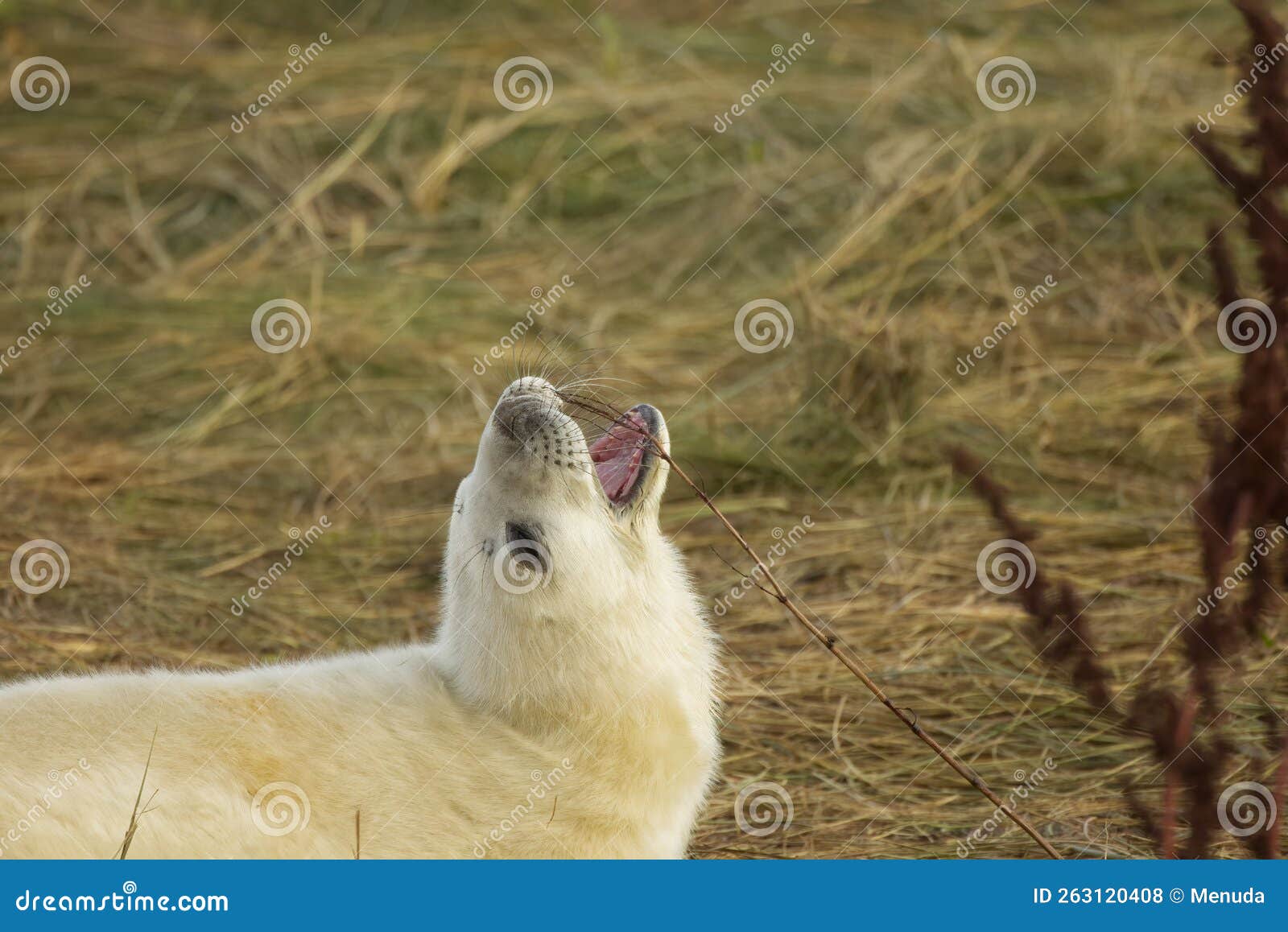 grey seal pup playing with twig in the sand dunes at donna nook, lincolnshire