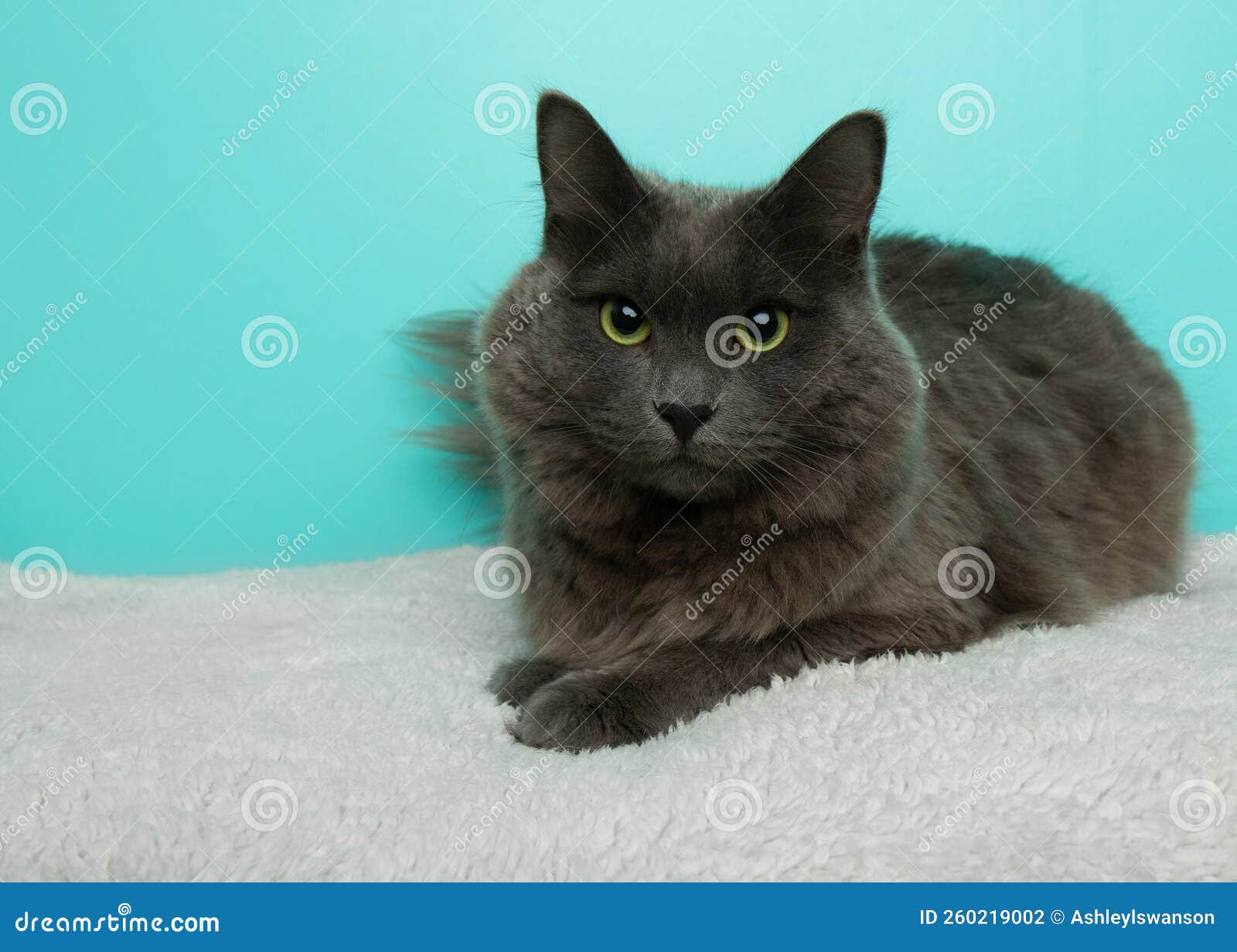 Grey Green Eyed Cat Lying Down Stock Photo Image of portrait, kitten