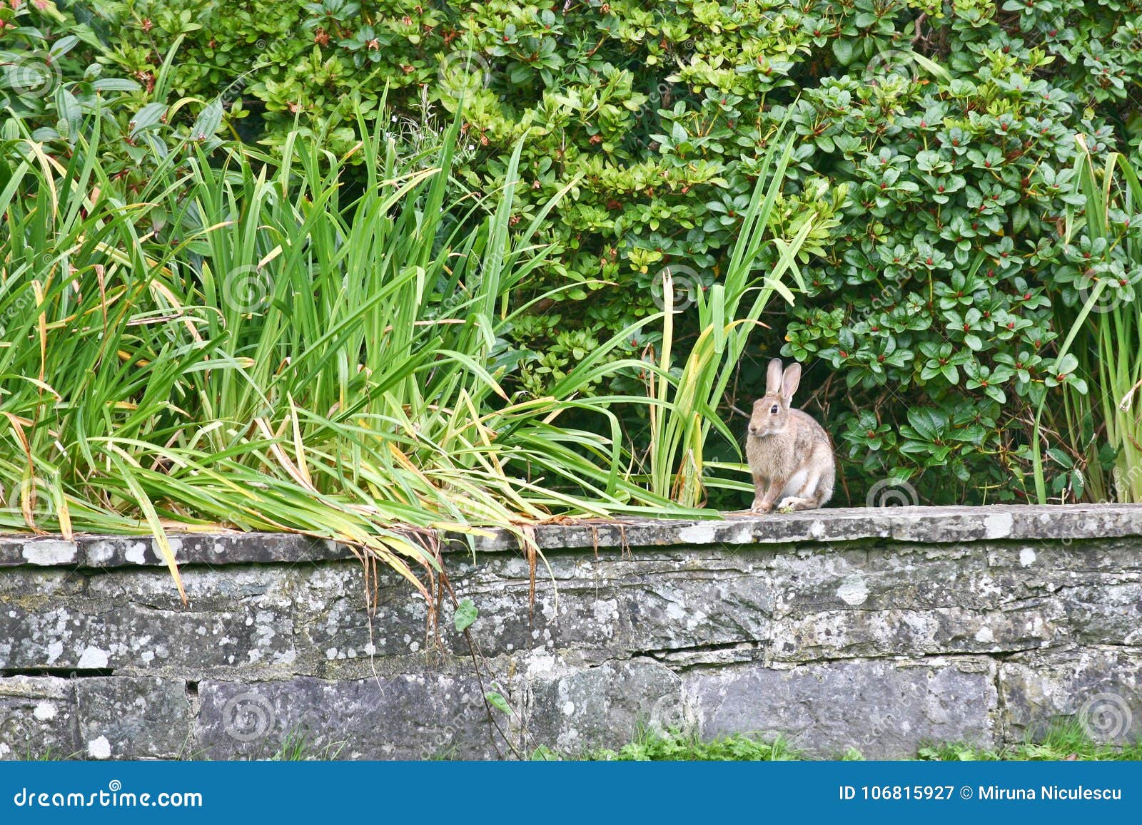 Wild Rabbit on a Stone Wall, Ireland Stock Image Image of wild