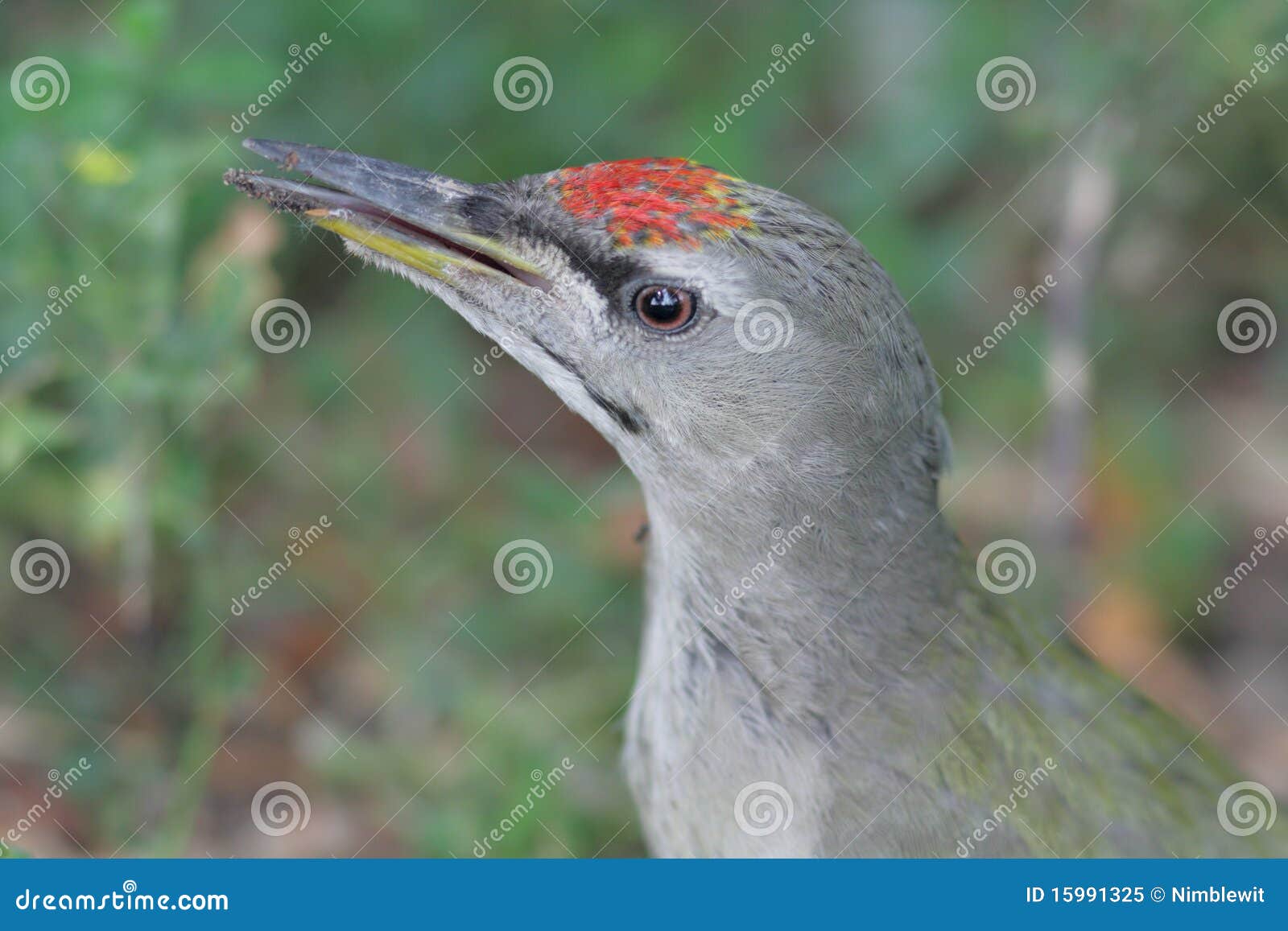 grey-headed woodpecker