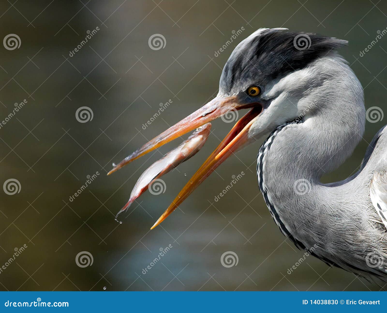 grey heron (ardea cinerea)