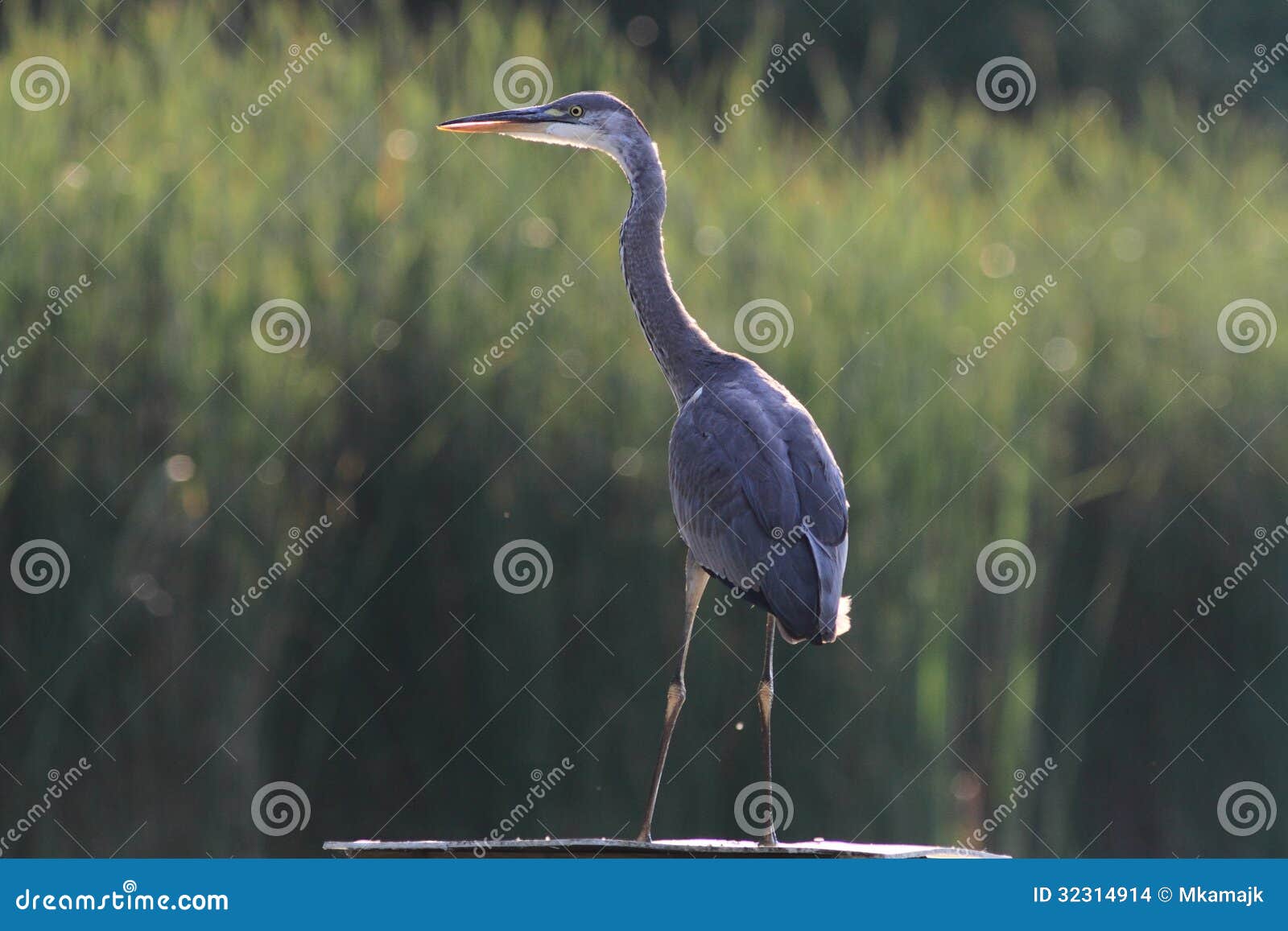 Grey Heron Ardea cinerea hunting in the pond and looking for the fish