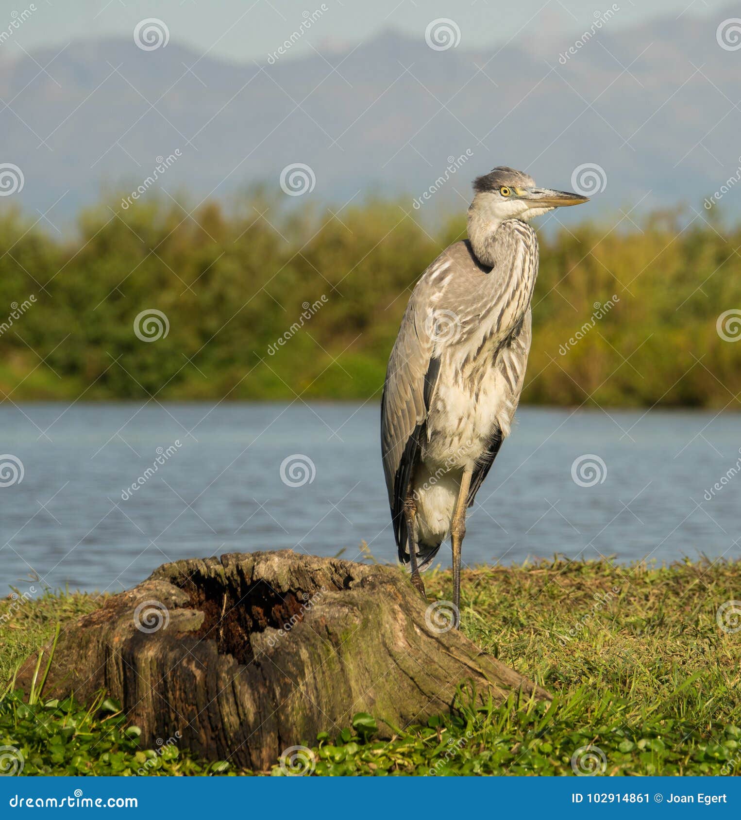 Grey Heron Posing in a Swamp Habitat Stock Image Biology Diagrams