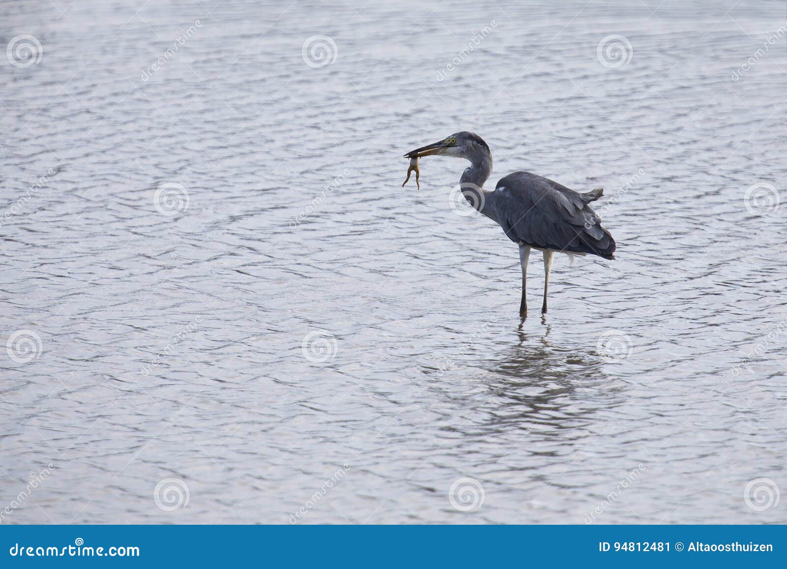 Grey Heron Catching a Frog To Eat at Side of a Pond Stock Image - Image ...