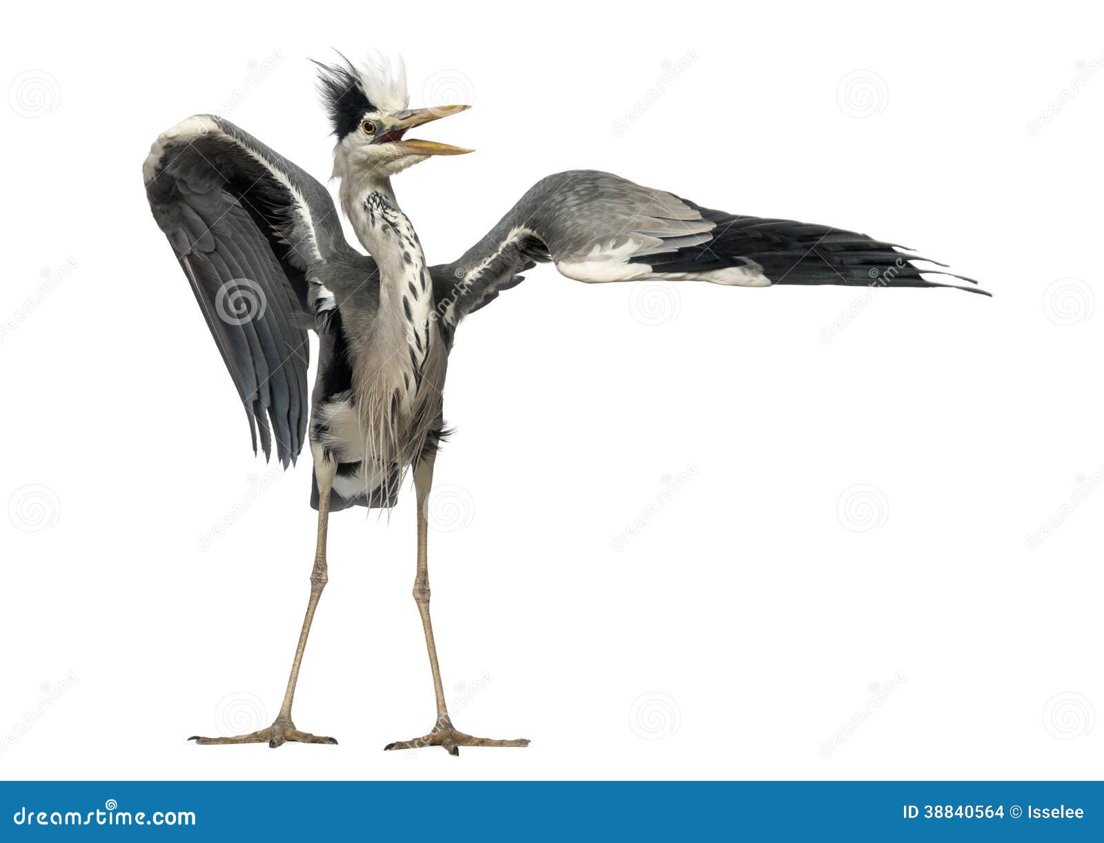 grey heron doing a mating dance, ardea cinerea