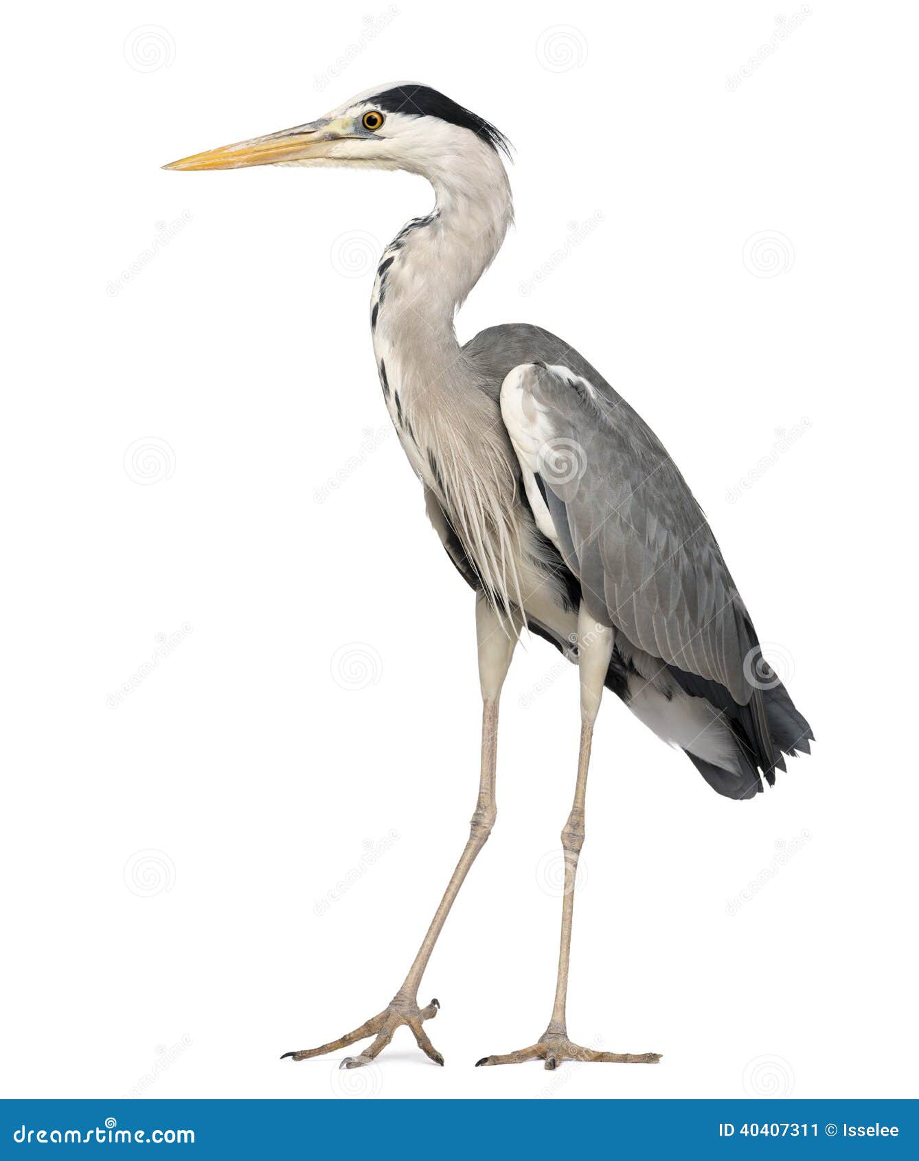 grey heron standing, ardea cinerea, 5 years old