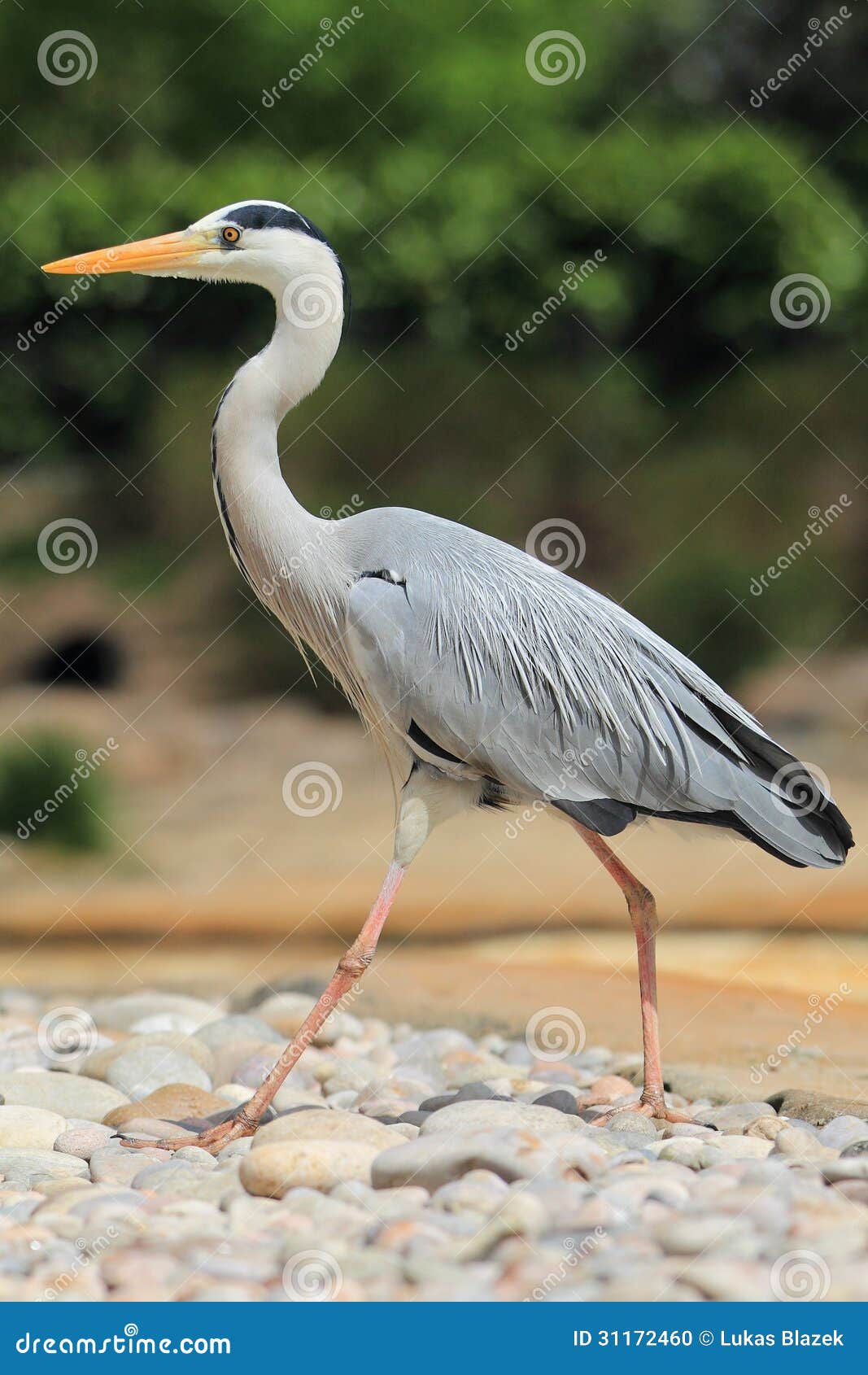 grey heron