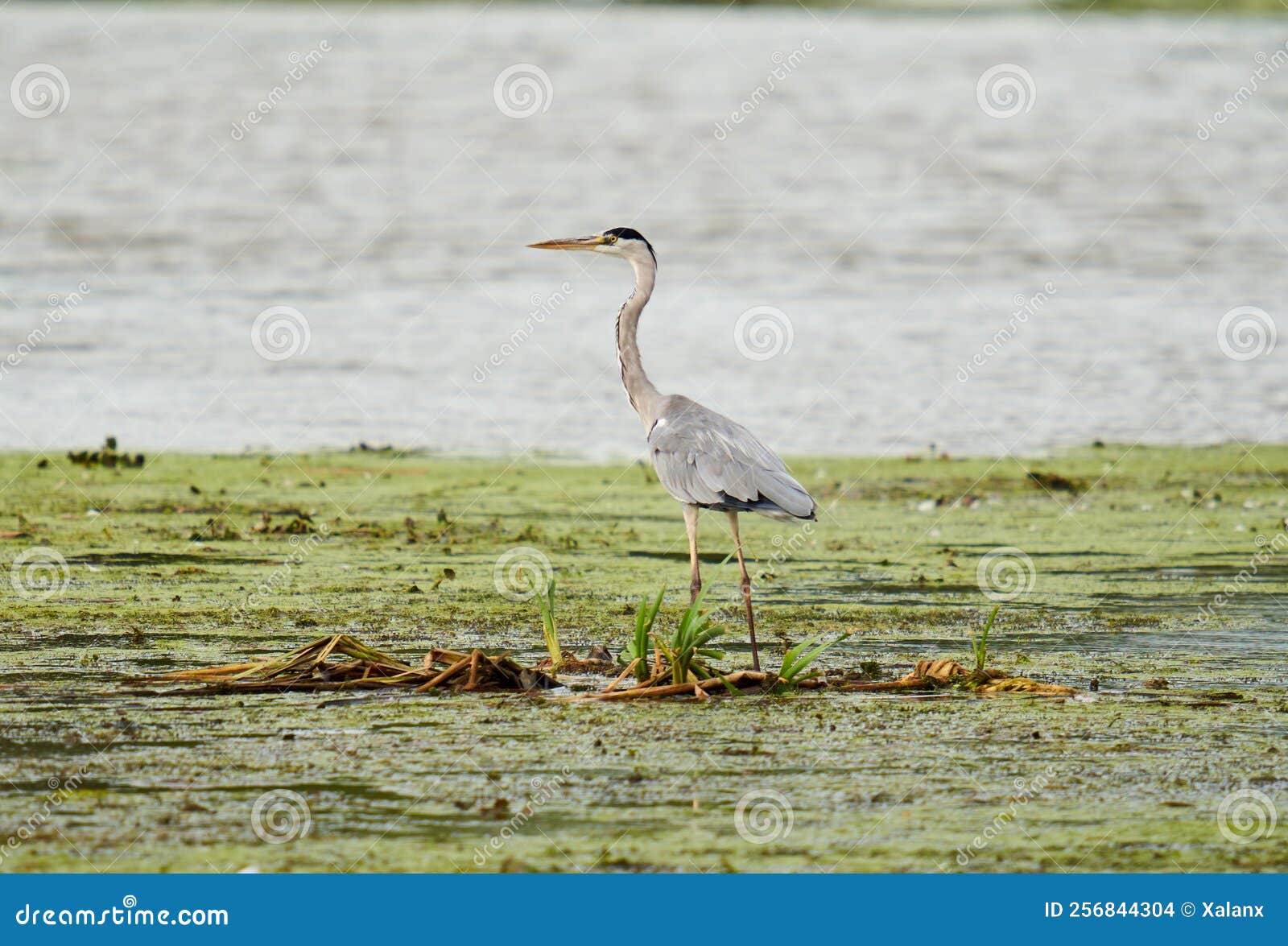 Grey heron in a swamp stock photo Image of wildlife Biology Diagrams
