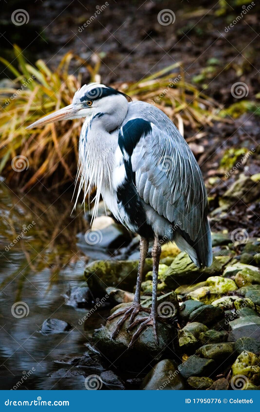 grey heron at the waterside