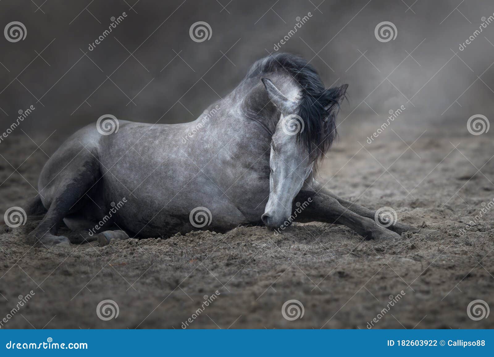 Horse lay in sand stock photo. Image of hair, ground 182603922