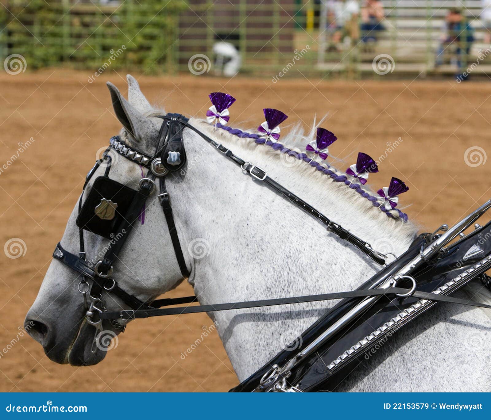 Grey horse in riding tack stock image. Image of mammal 22153579