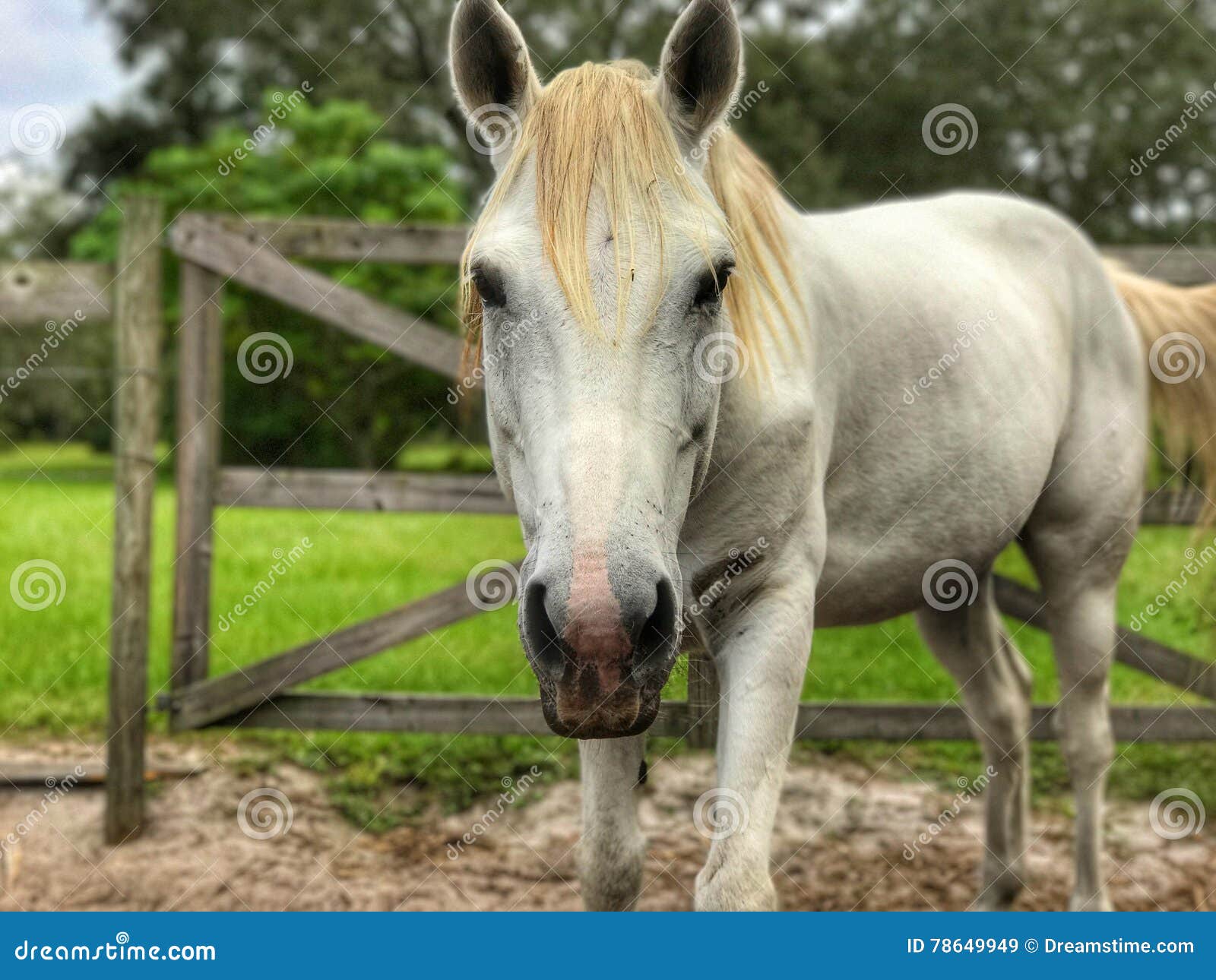 Grey horse stare stock image. Image of mare, close, grey 78649949