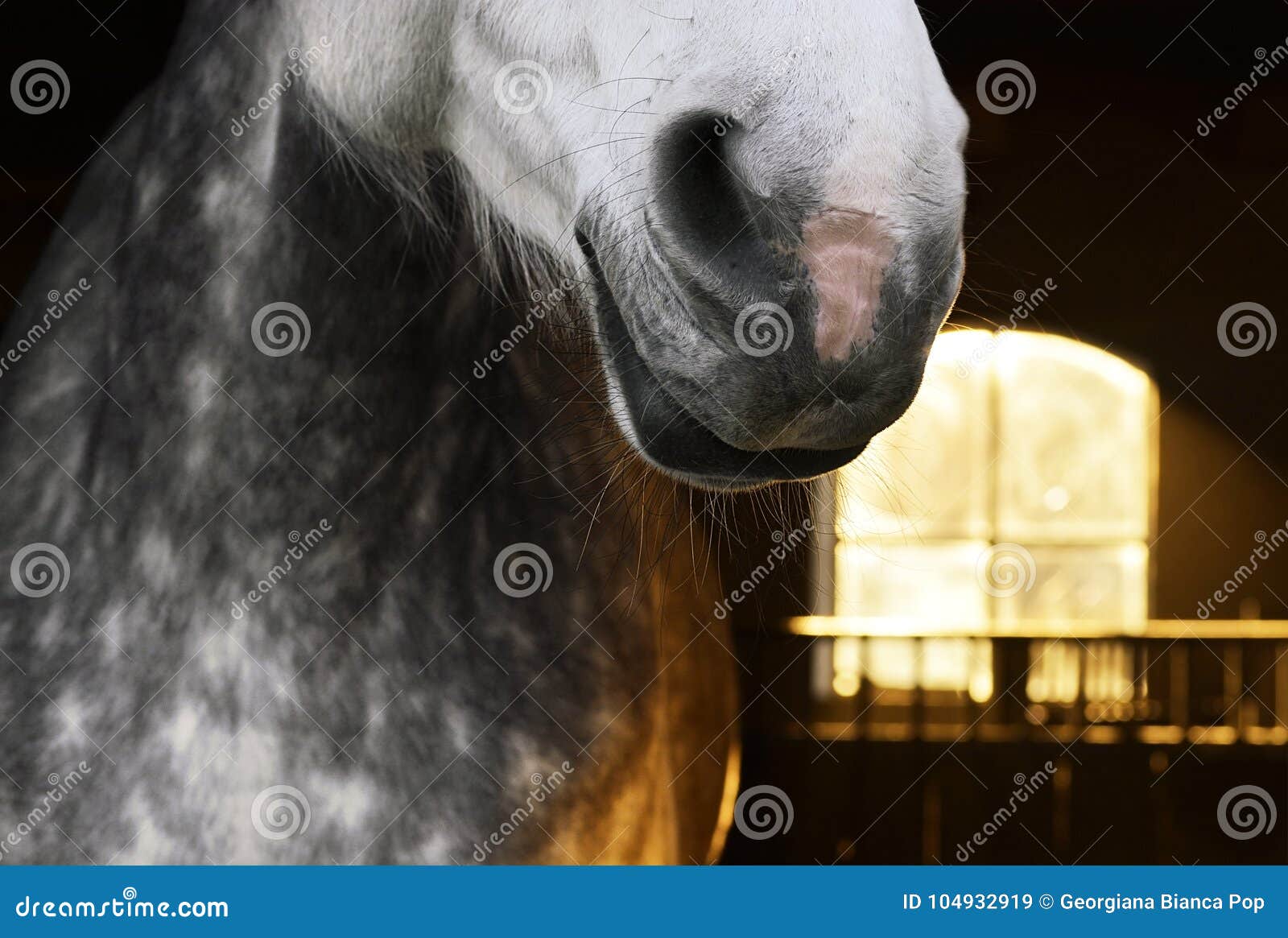 grey horse in a sun lighted stable