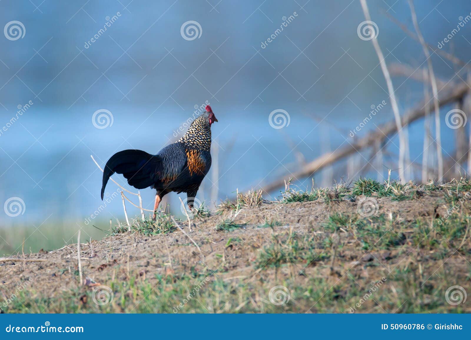 Grey Jungle Fowl In Habitat Stock Photo Image Of Pets Beauty Grey Jungle Fowl In Habitat Stock Photo Image Of Pets Beauty