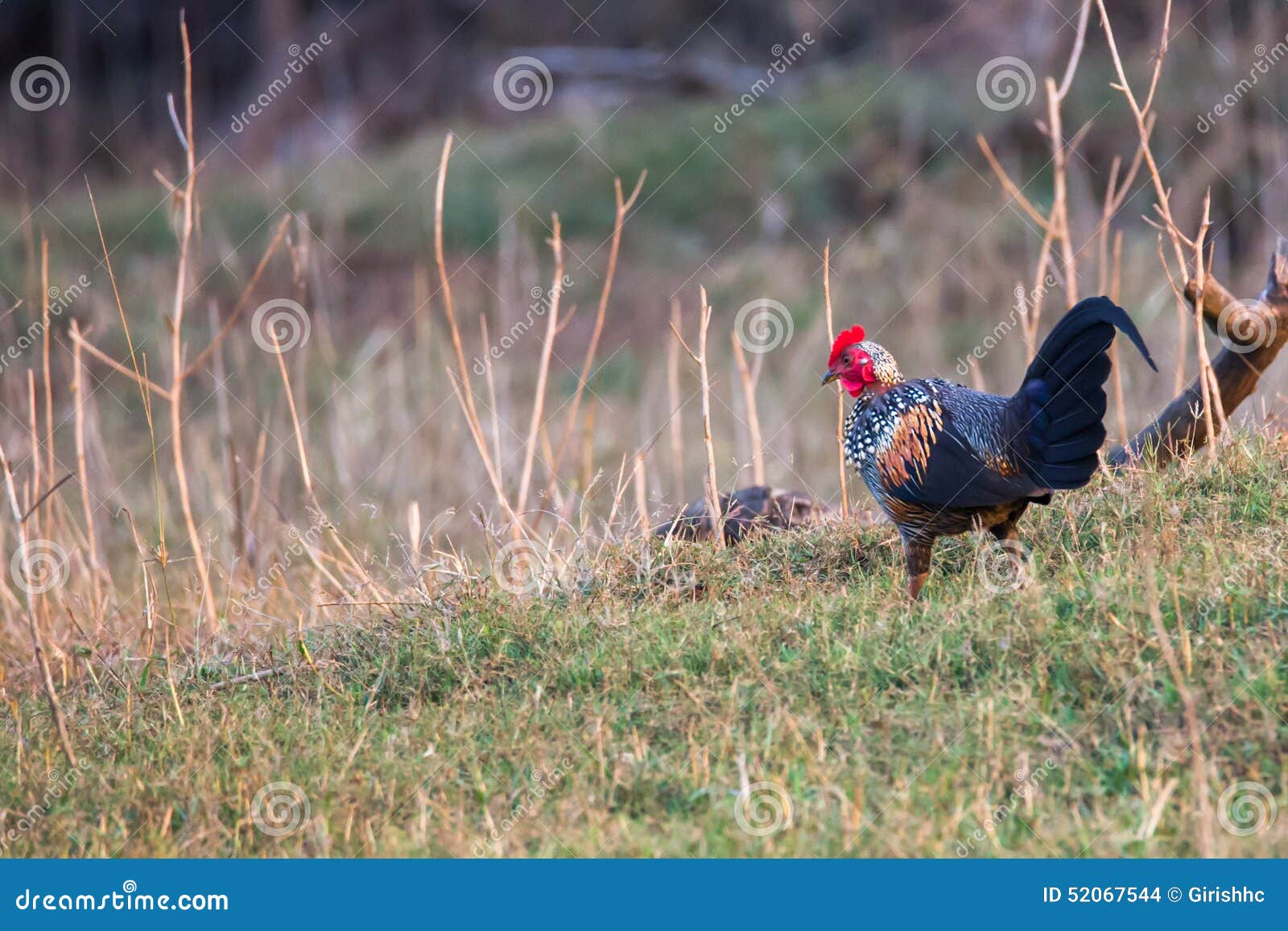 grey jungle fowl