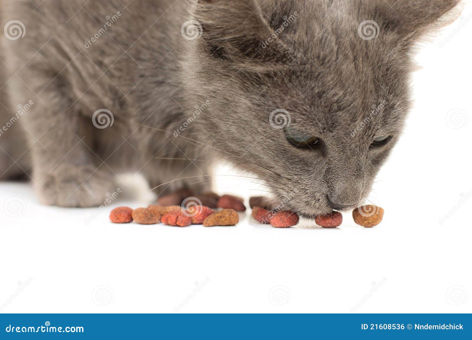 Grey Kitten Eating Cat Food Stock Photo Image of colorful, full 21608536