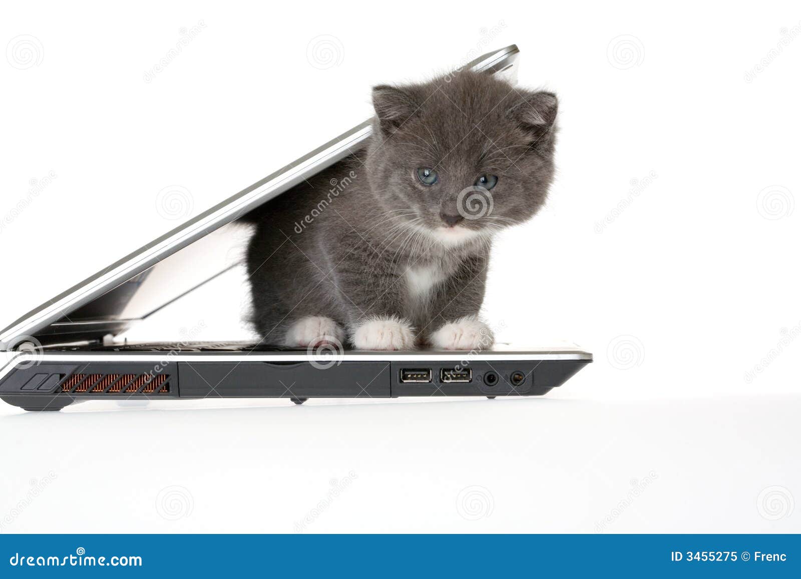 Grey kitten and a laptop stock image. Image of kitten 3455275