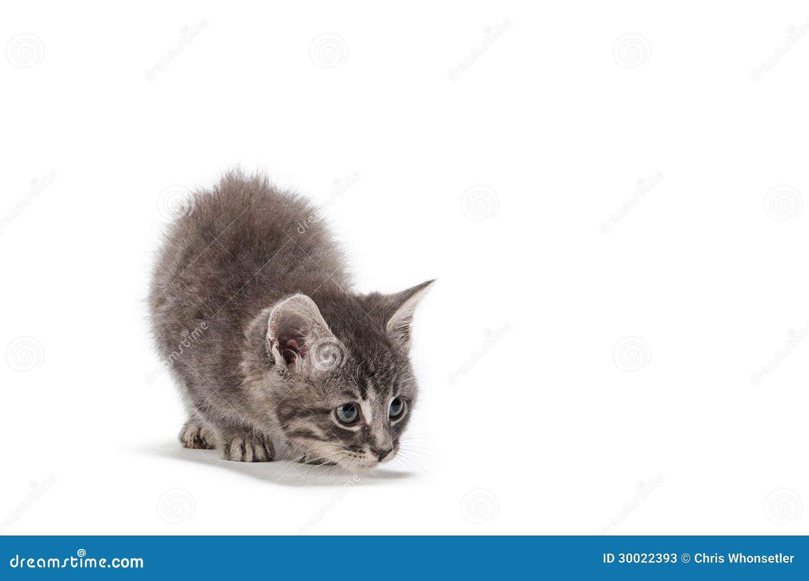  Kitten pounce  stock image Image of furry curious pounce  