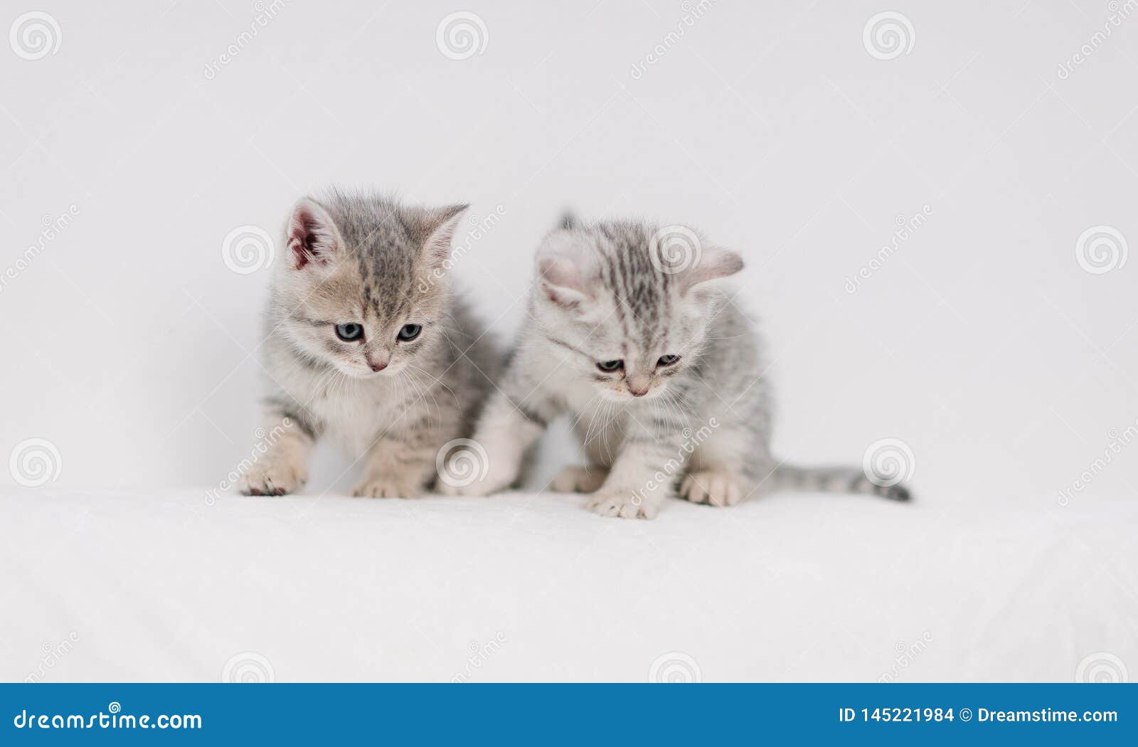 Grey Kittens Playing on a White Sofa Stock Photo Image of adorable