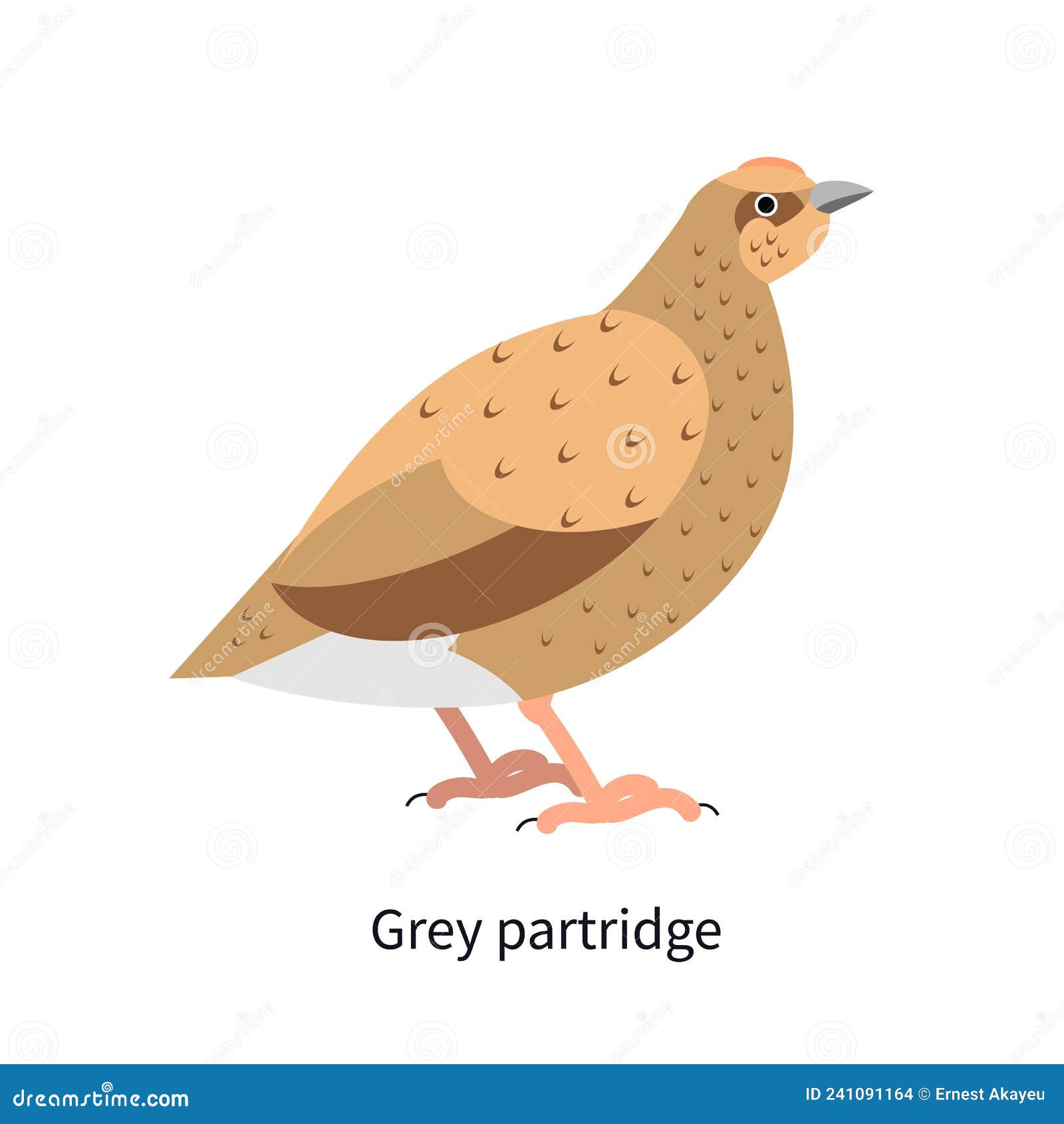 grey-legged partridge profile. perdix, english bird. hun with brown plumage. rotund gamebird, forest fauna. flat 