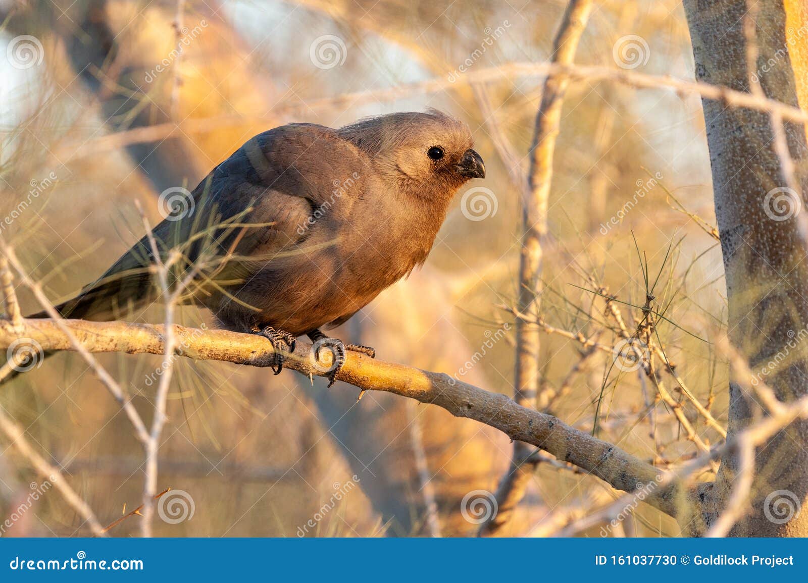 a grey lourie -corythaixoides concolor sitting on a tree.