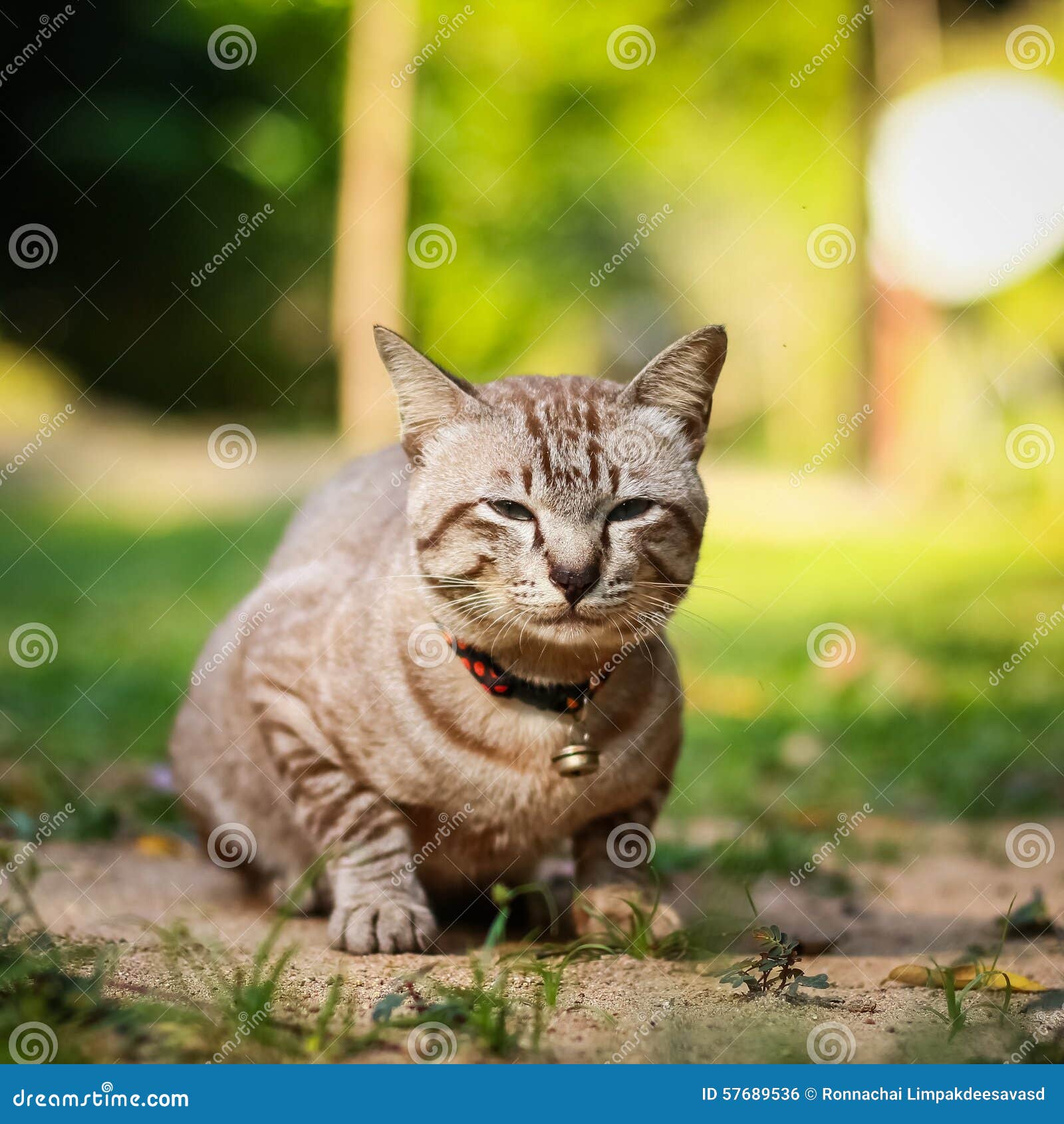Grey male cat stock photo. Image of furry, blue, domestic 57689536
