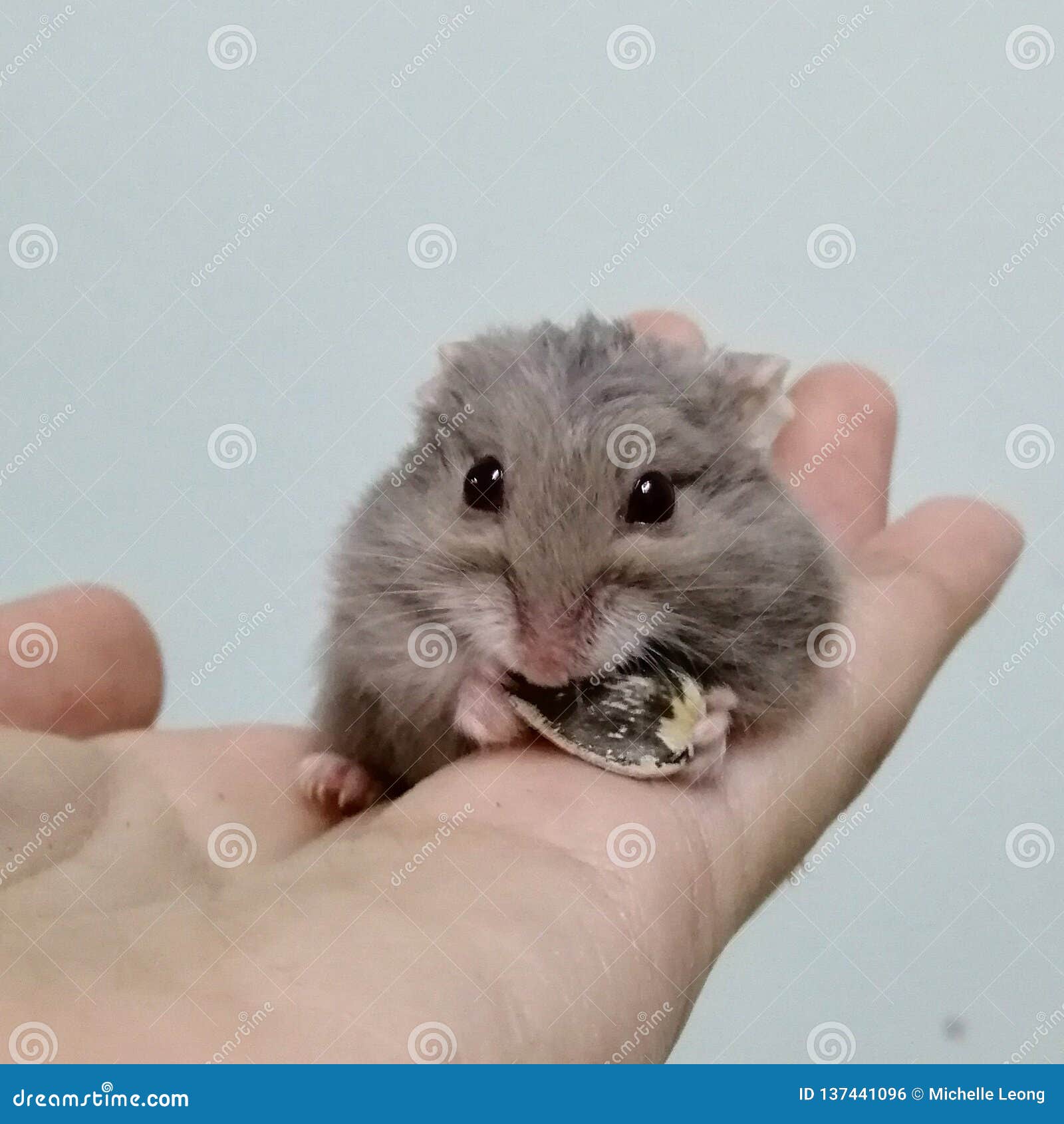 hamster mini