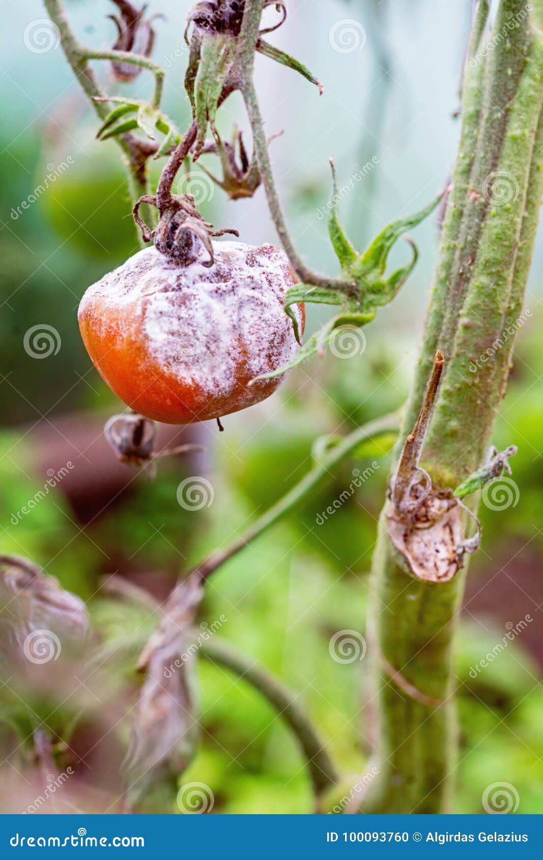 Grey mold on tomato stock photo. Image of botrytis, branch 100093760
