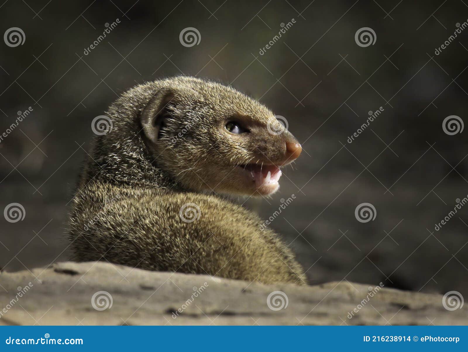 grey mongoose face close-up, herpestes edwardsi