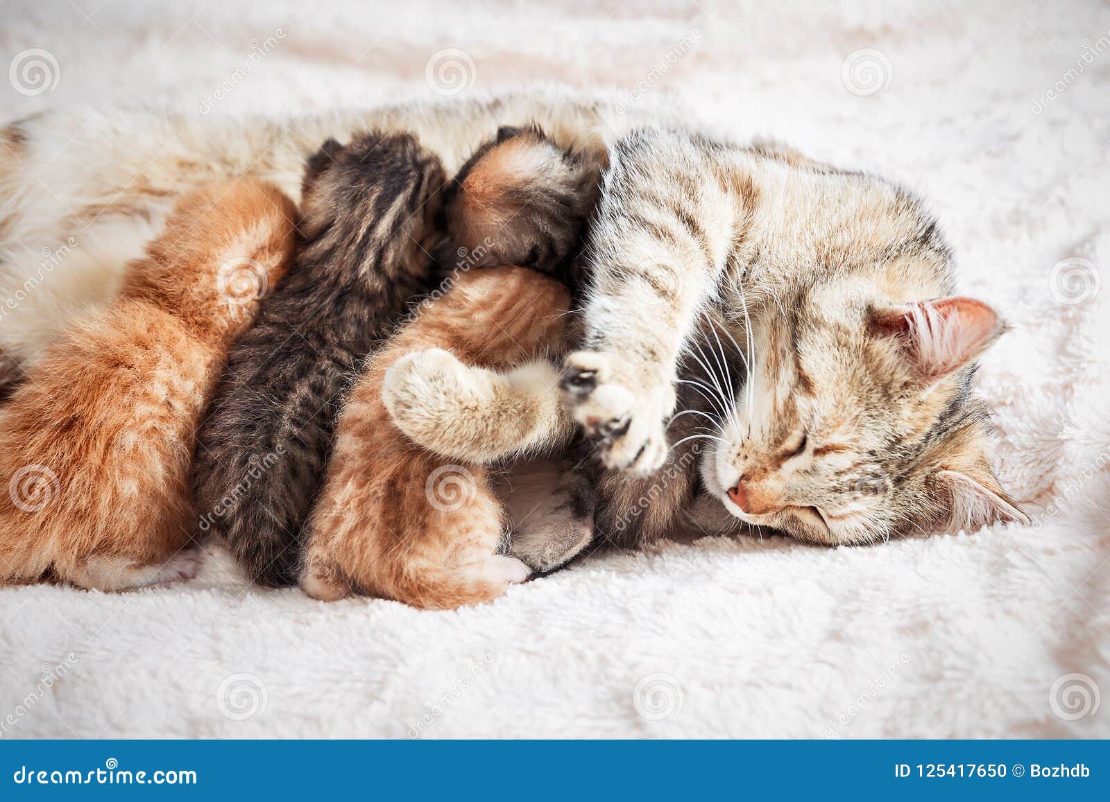 Mother Cat Nursing Baby Kittens Stock Photo - Image of kitten ...