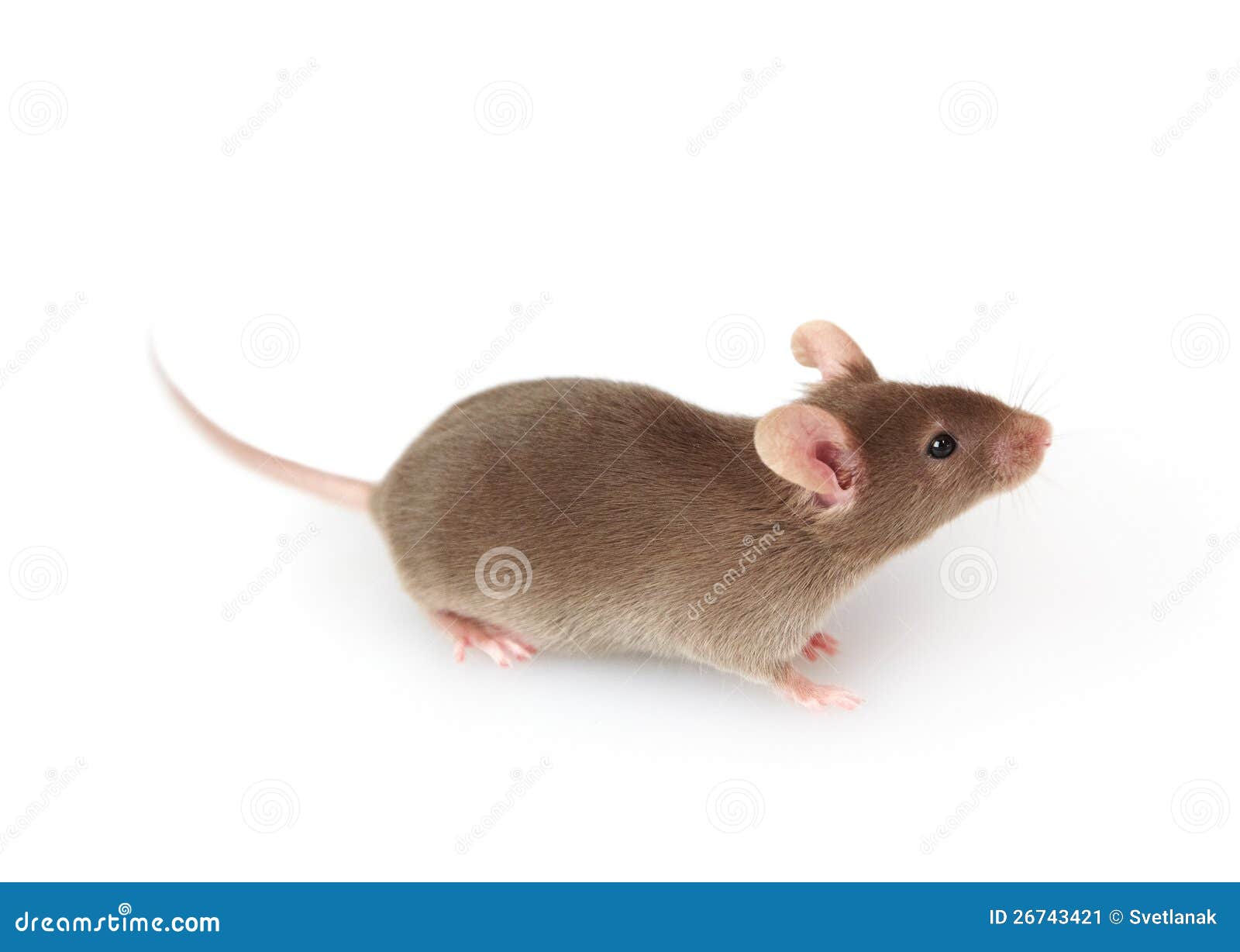 6,742 Mouse Animal Grey Stock Photos - Free & Royalty-Free Stock Photos  from Dreamstime