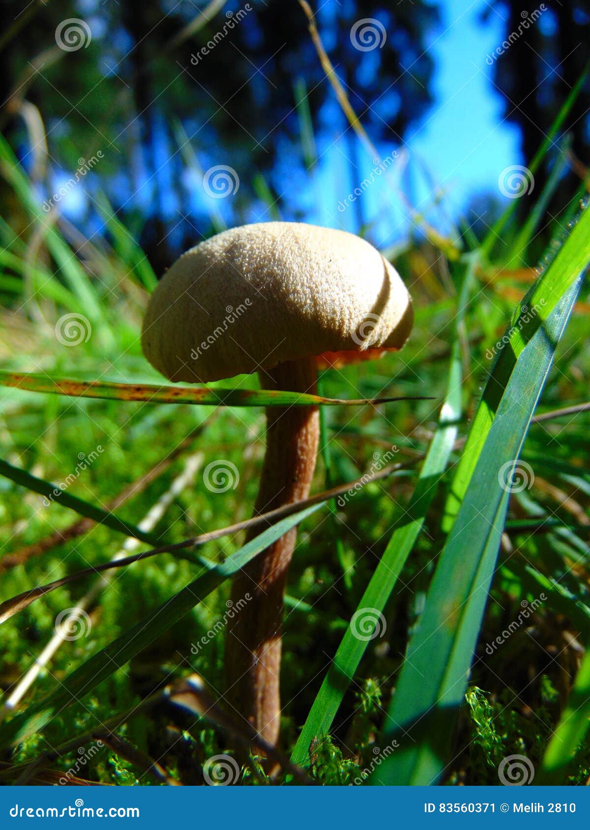 Grey Mushroom in Green Grass Stock Image - Image of small, mushroom ...