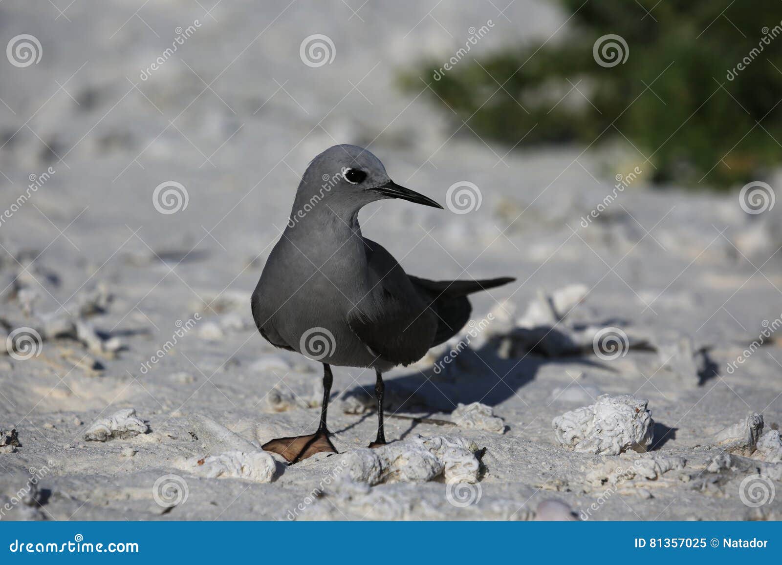 grey noddy sitting on a white sandy beach