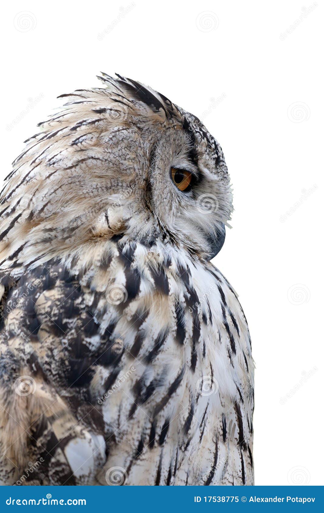 Grey Owl Isolated on White Background Stock Image - Image of prey, head