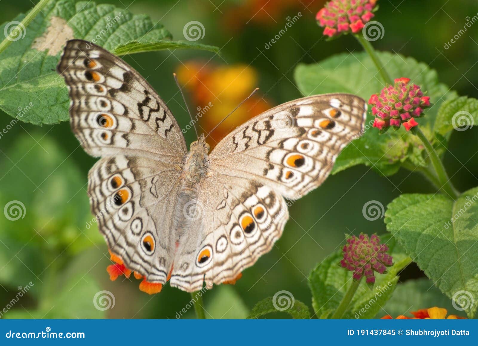 grey pansy butterfly junonia atlites