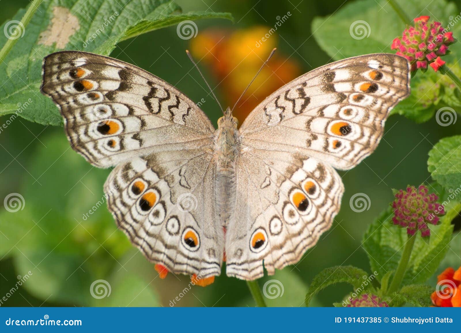 grey pansy butterfly junonia atlites