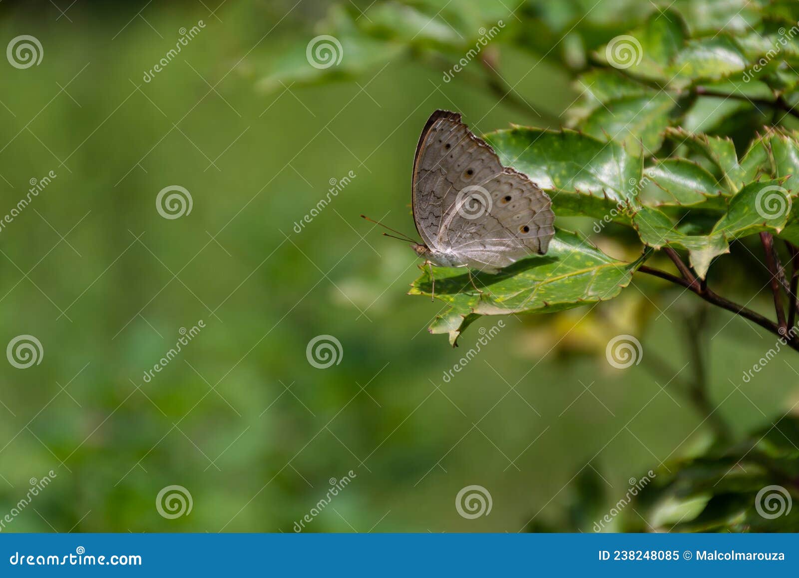 grey pansy butterfly at rest on a leaf