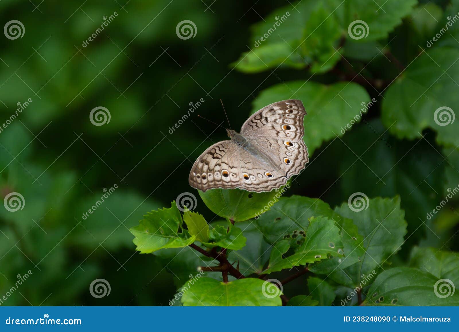 grey pansy resting on a leaf with wings spread open