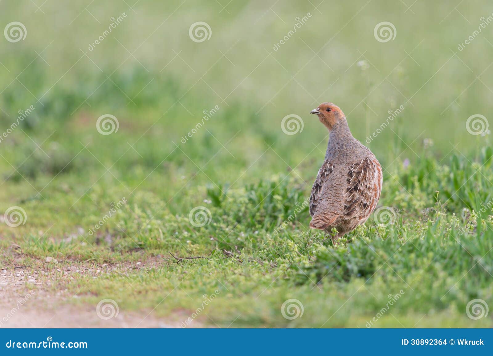 Grey Partridge, Perdix Perdix, Also Known As The English Partridge