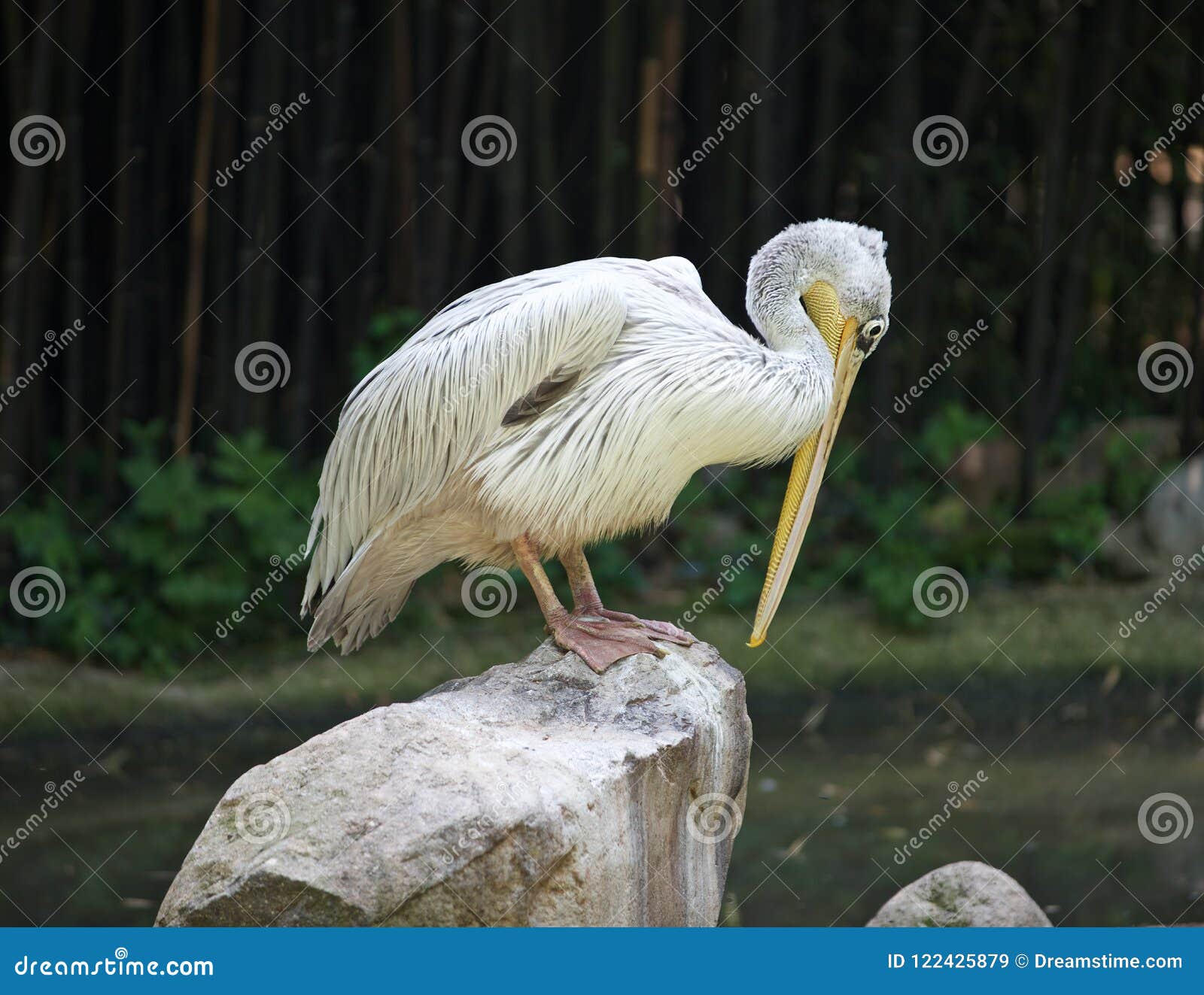 grey pelican long-billed bird