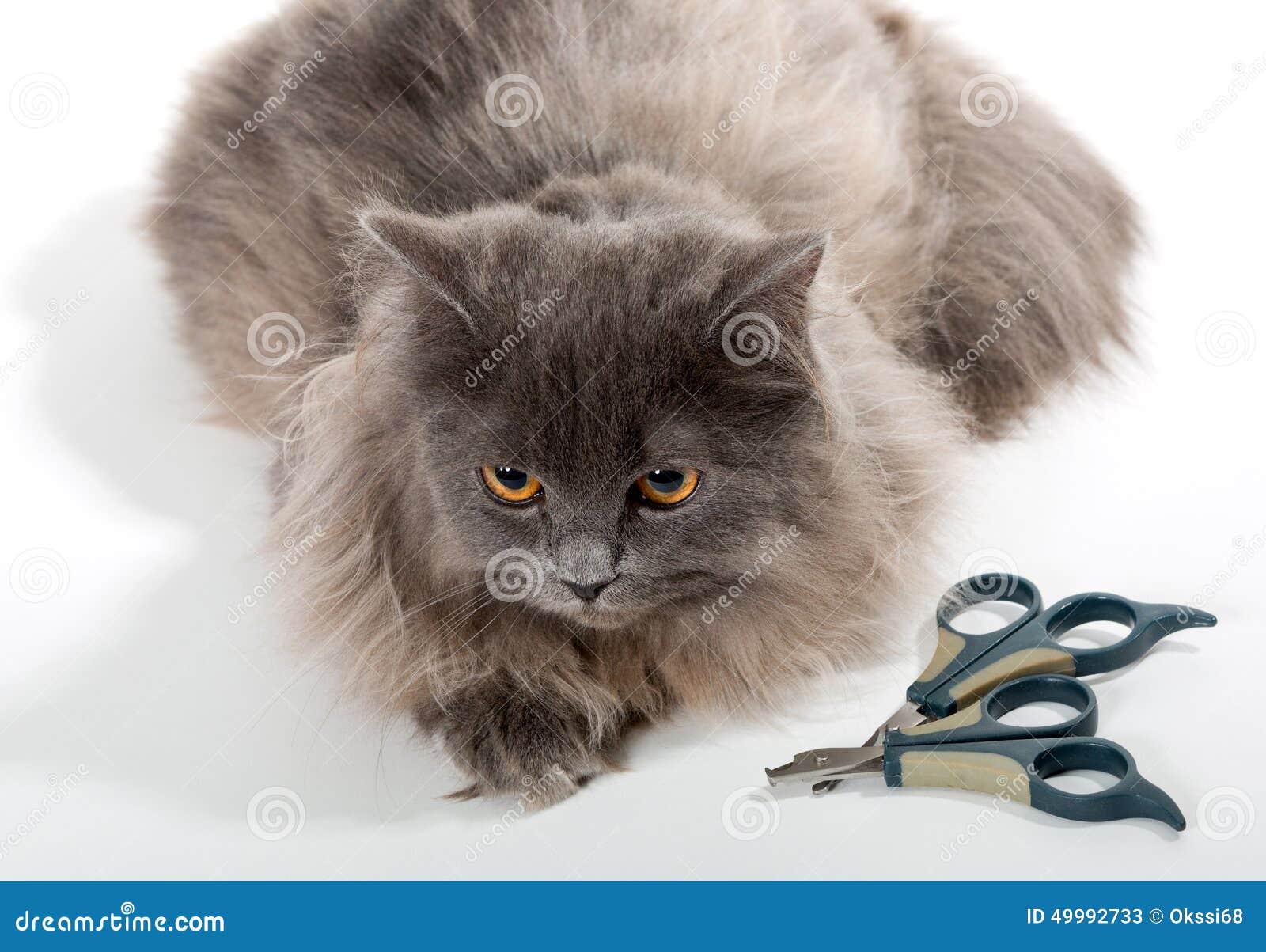 Grey Persian Cat and Tools for Care Stock Image Image of lying, tool