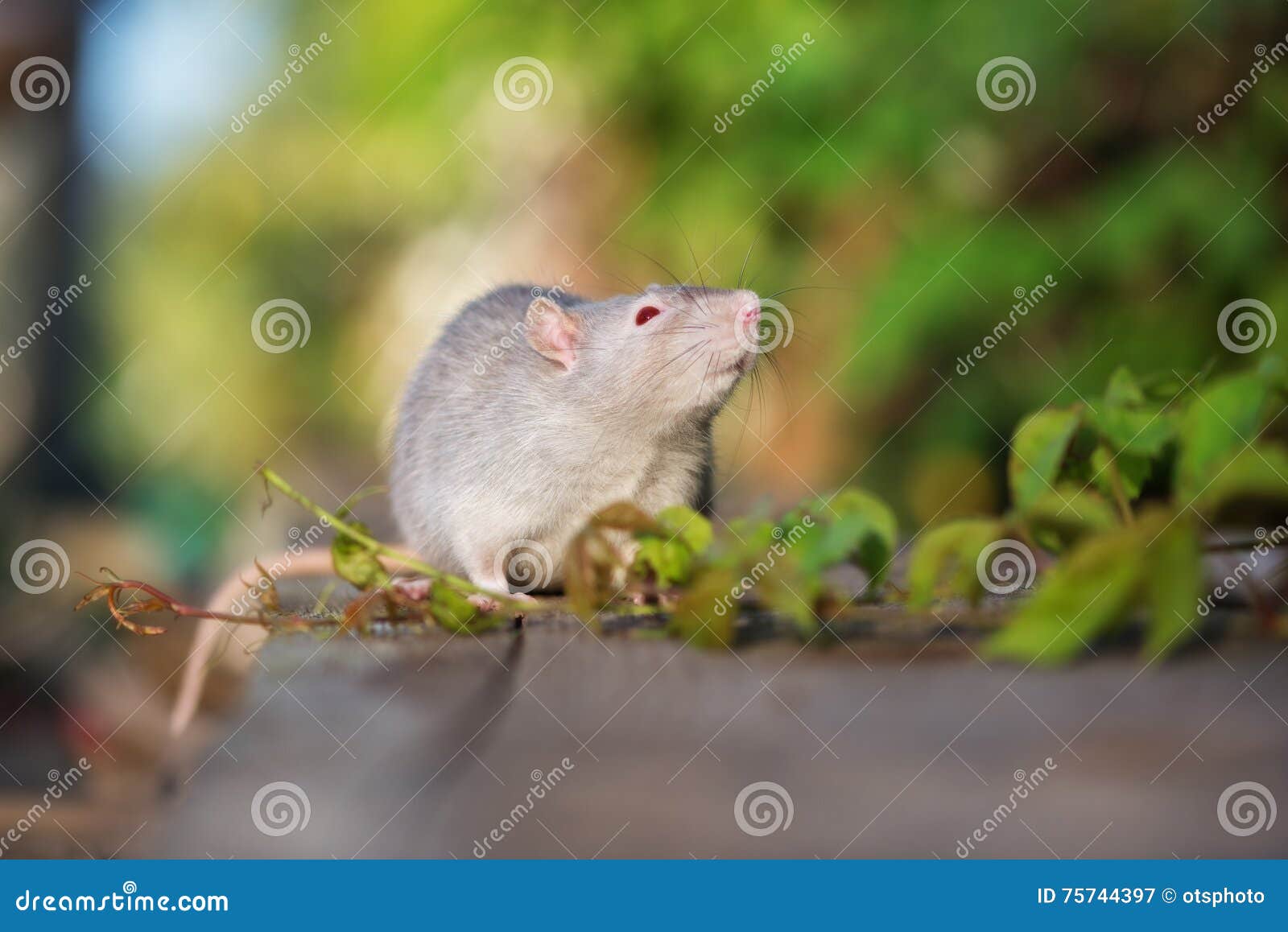 Grey Pet Rat with Red Eyes Outdoors Stock Image Image of eyes, cute