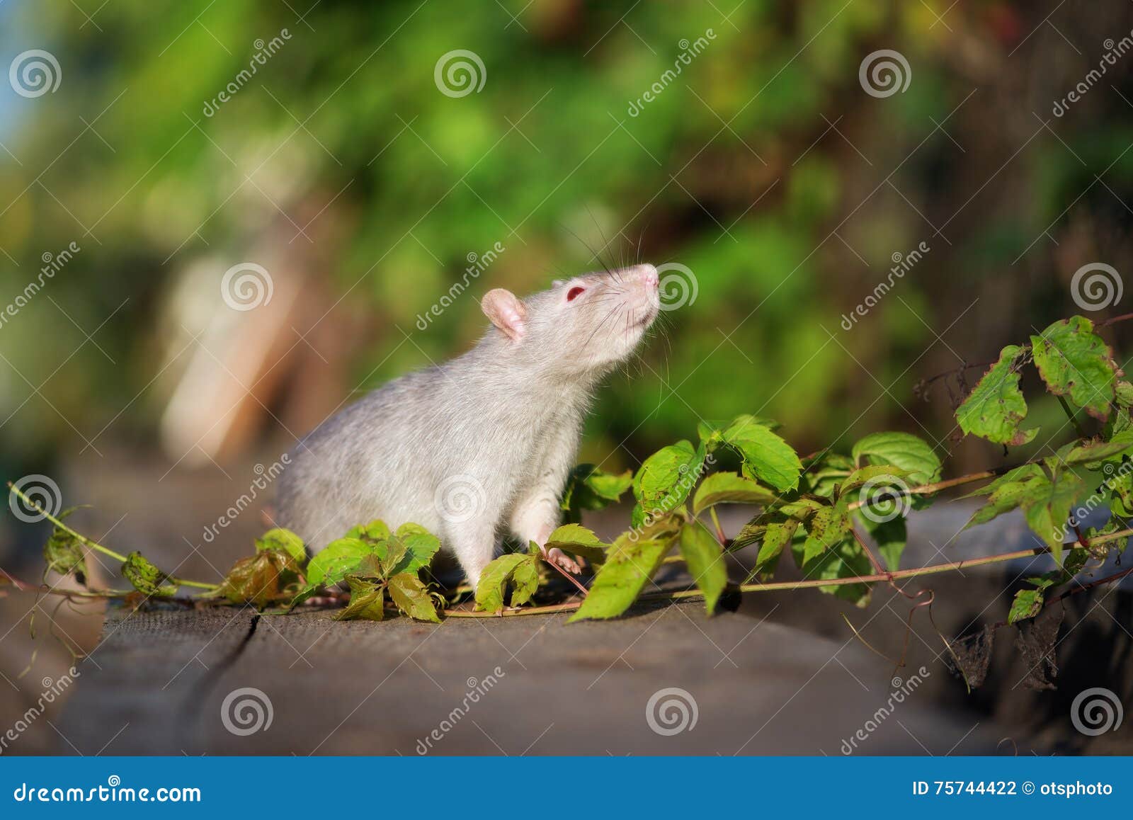 Grey Pet Rat with Red Eyes Outdoors Stock Photo Image of background
