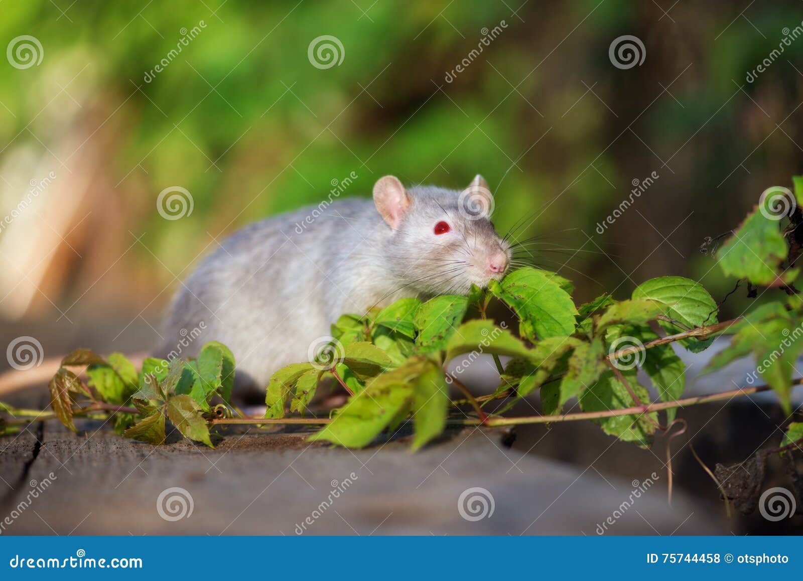 Grey Pet Rat with Red Eyes Outdoors Stock Photo Image of domestic