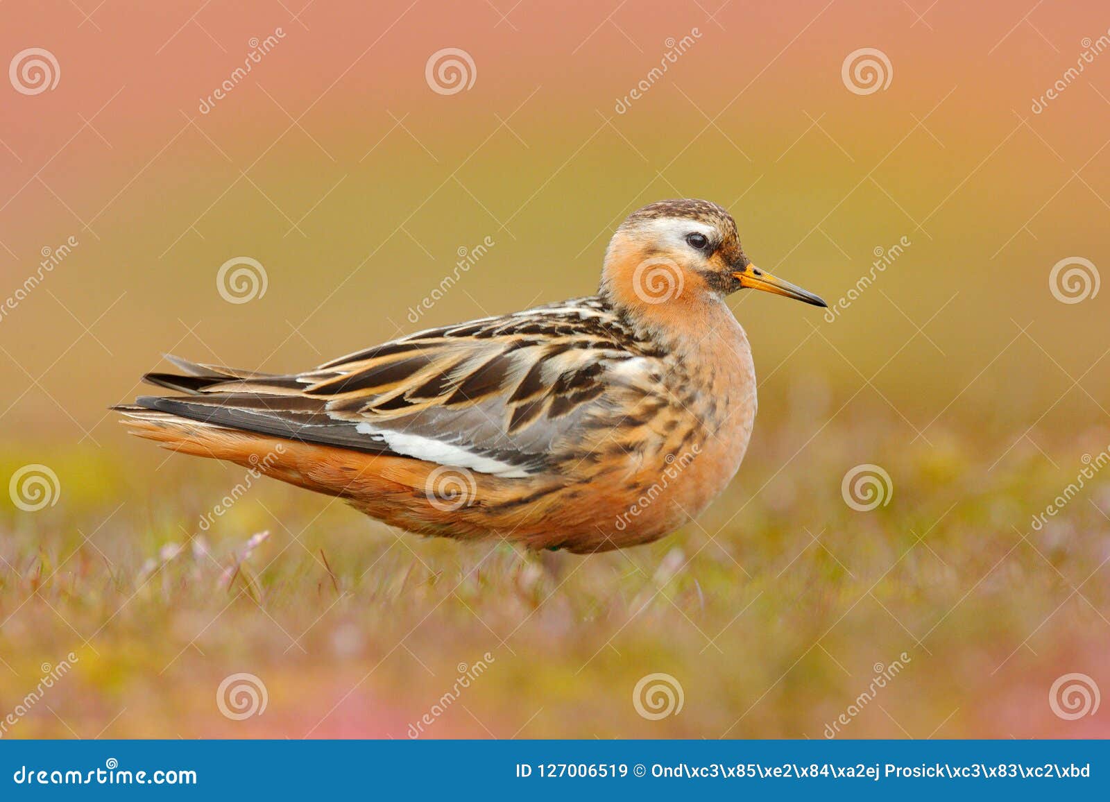 grey phalarope, phalaropus fulicarius, orange and brown water bird in the grass nature habitat, longyaerbyen, svalbard, norway. wi